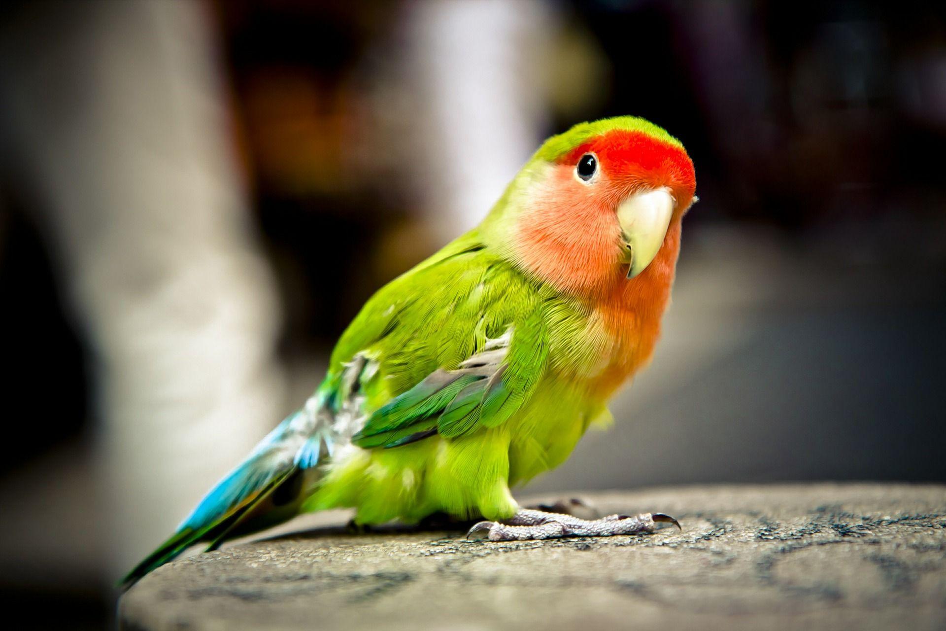 Parrot Wallpapers