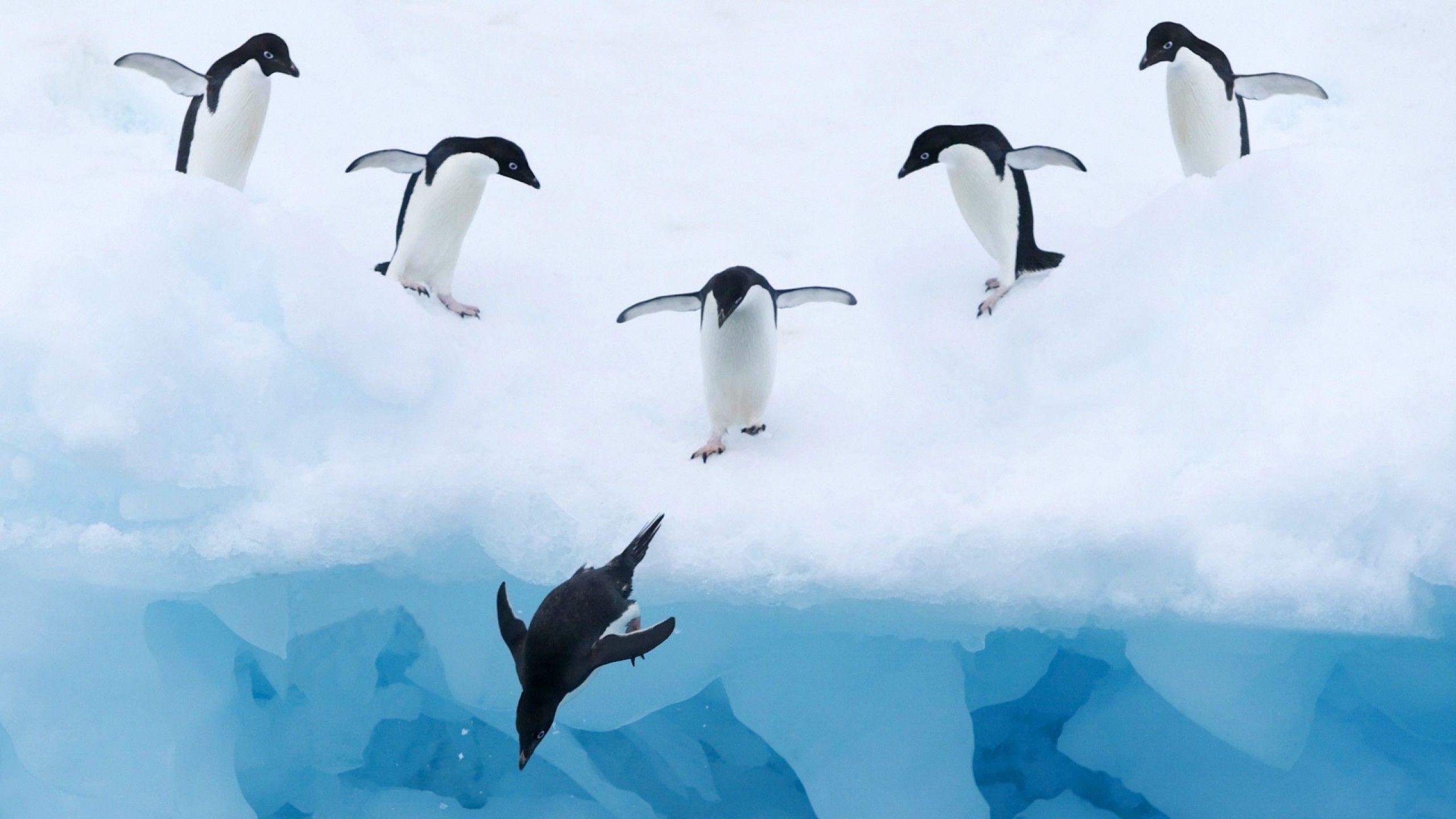 Penguin Wallpapers