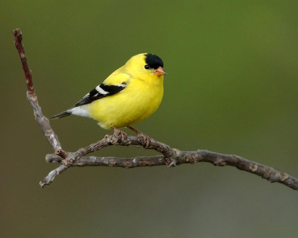 American Goldfinch