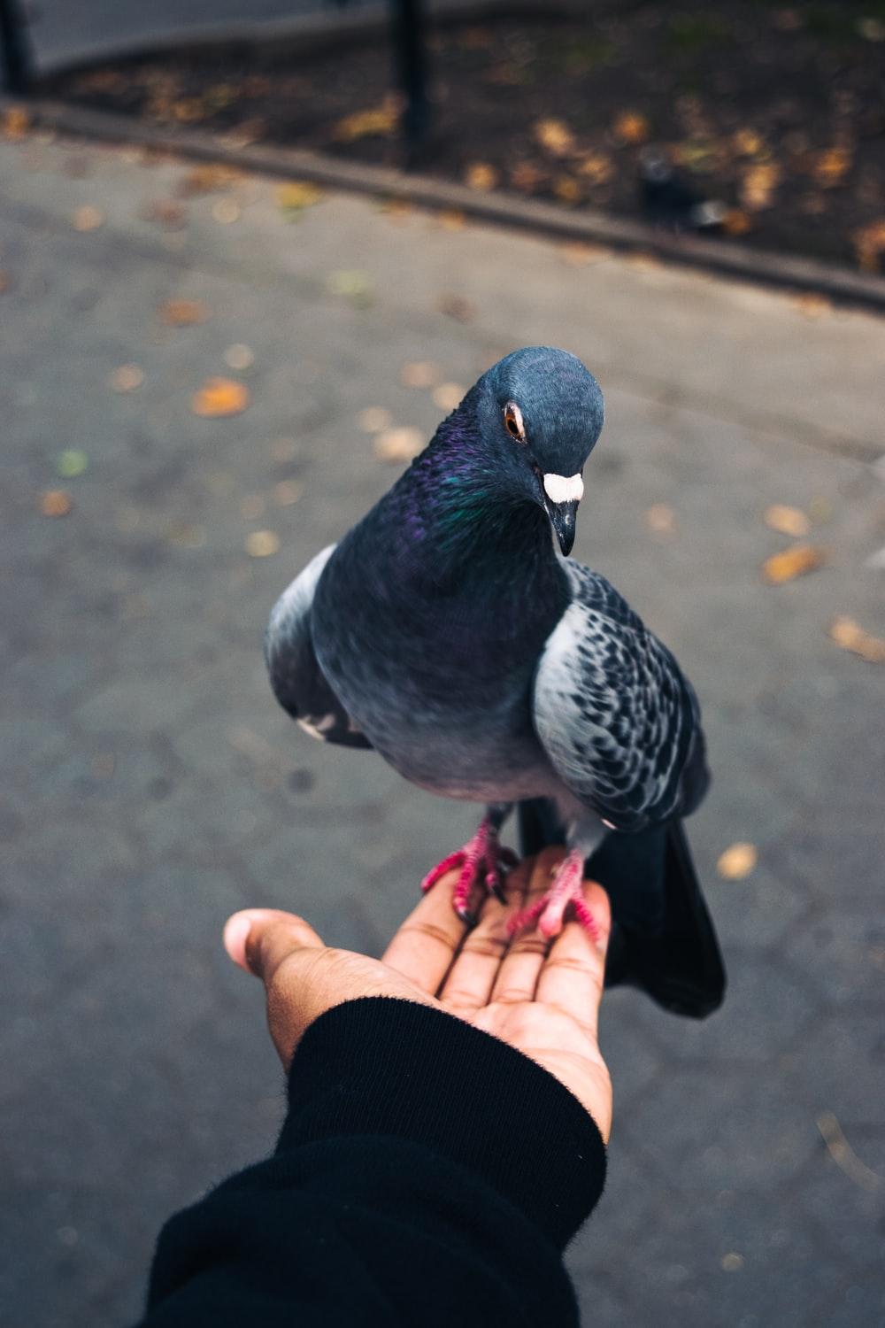 rock pigeon on person’s left palm photo – Free Pigeon Image