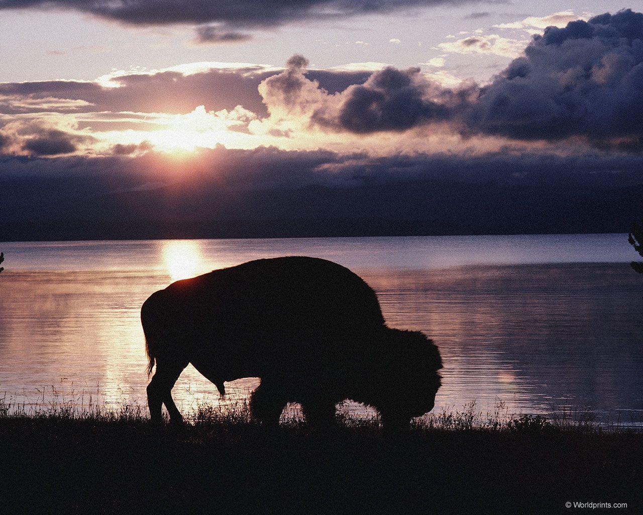 buffalo