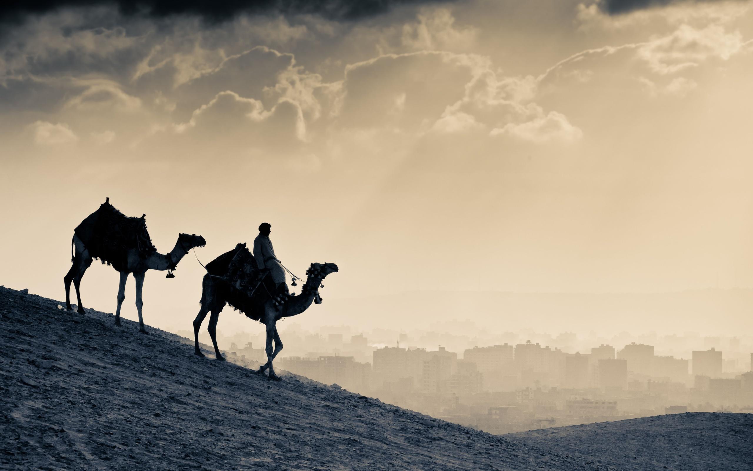 Arab People Camels, HD World, 4k Wallpapers, Image