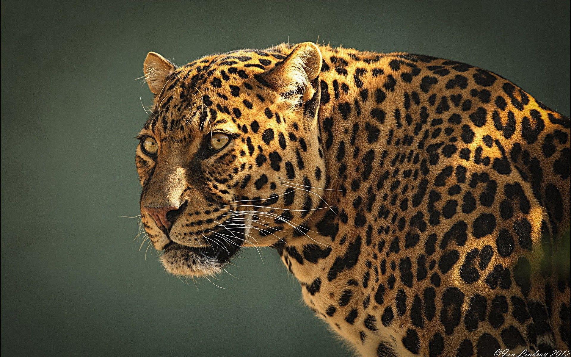 Wallpaper&Collection: «Jaguar Wallpapers»