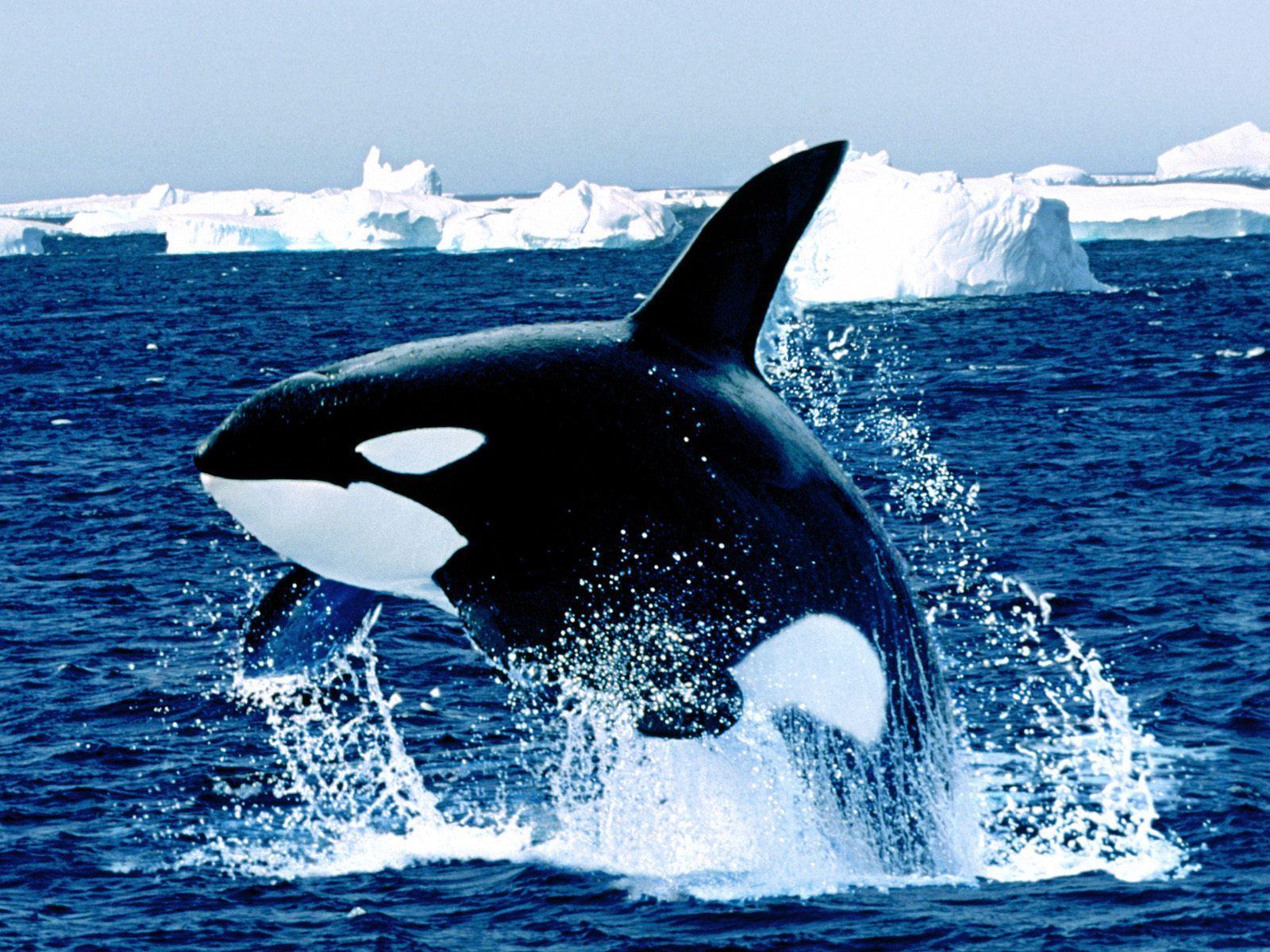 Emerging orca killer whale free desktop backgrounds