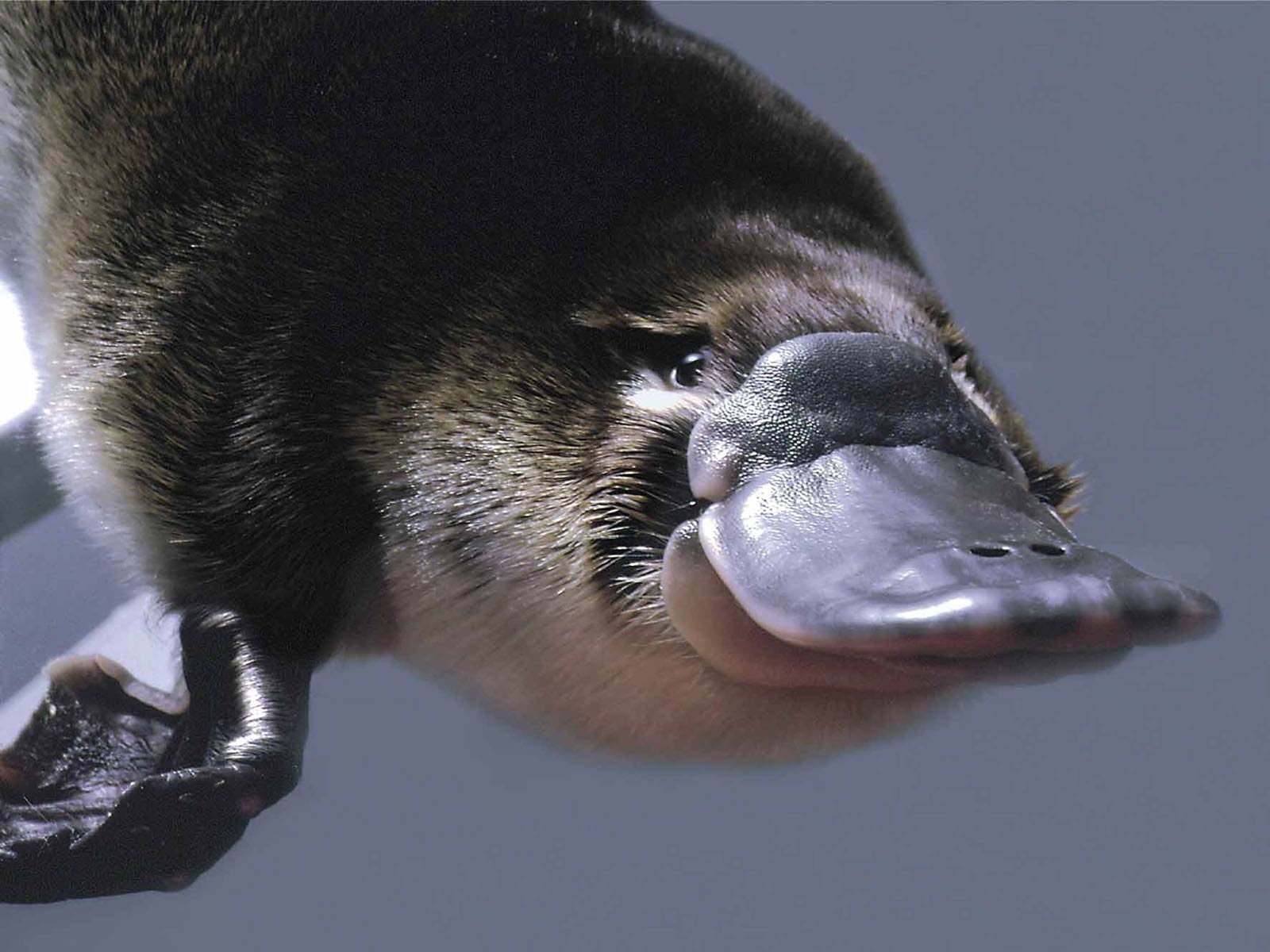 Platypus Wallpapers