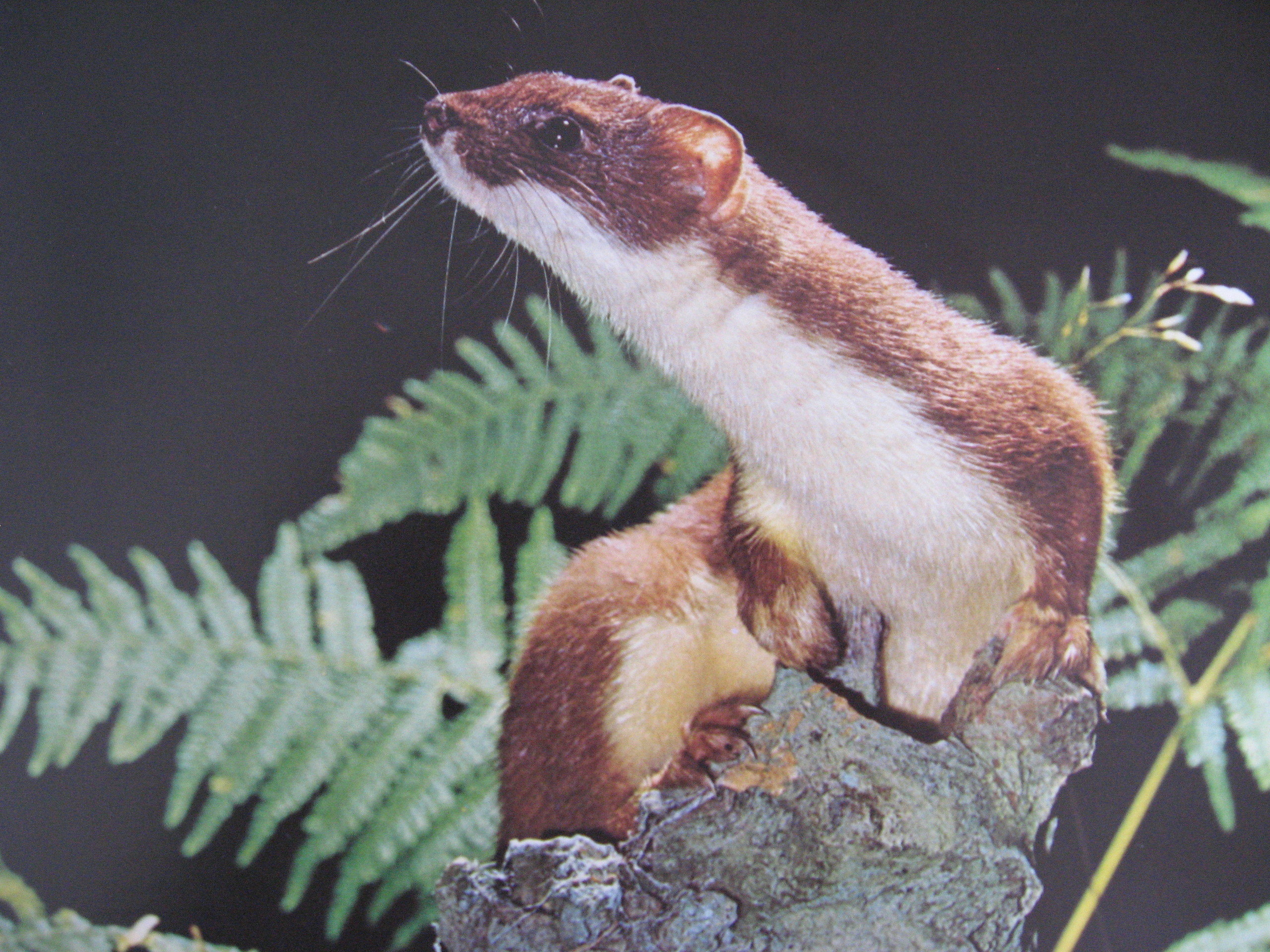 Best 72+ Weasel Wallpapers on HipWallpapers