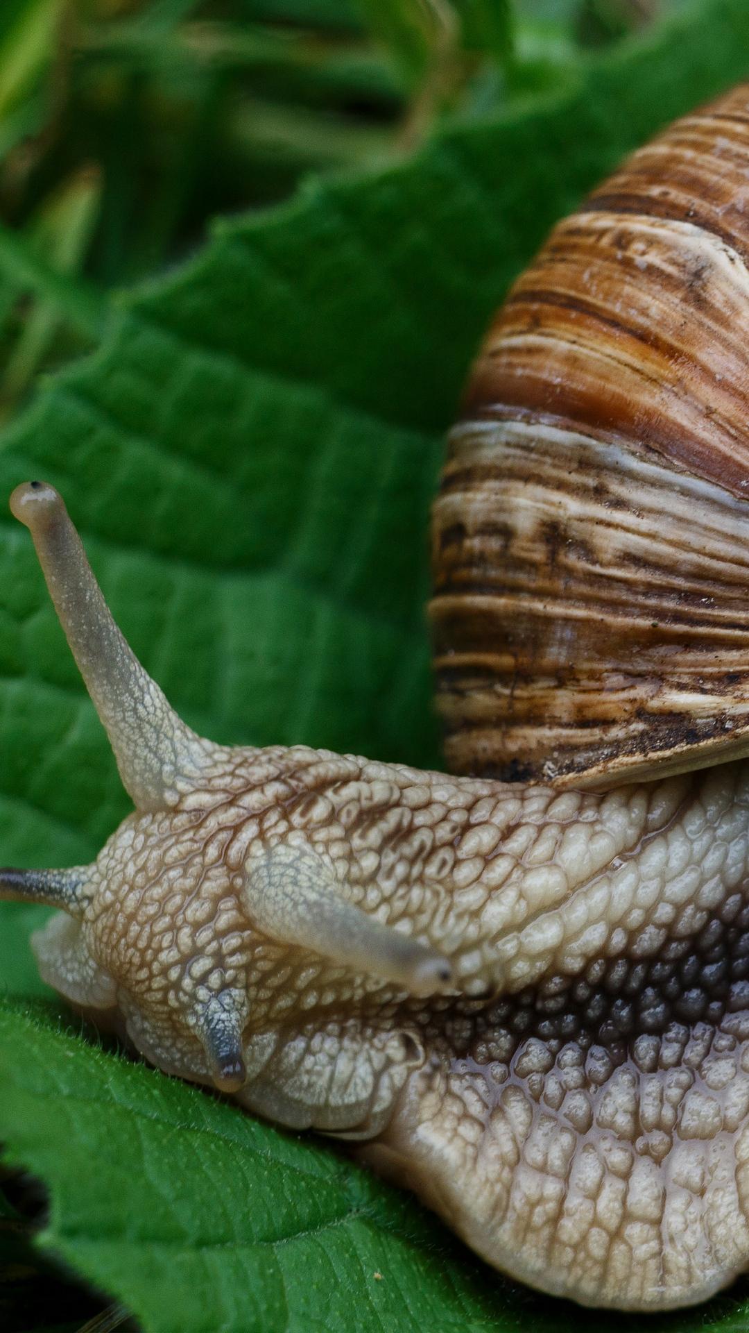 Download wallpapers snail, slugs, macro, shell