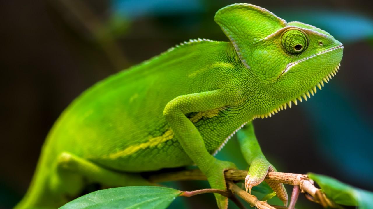 Wallpapers Chameleon, Green, HD, Animals,