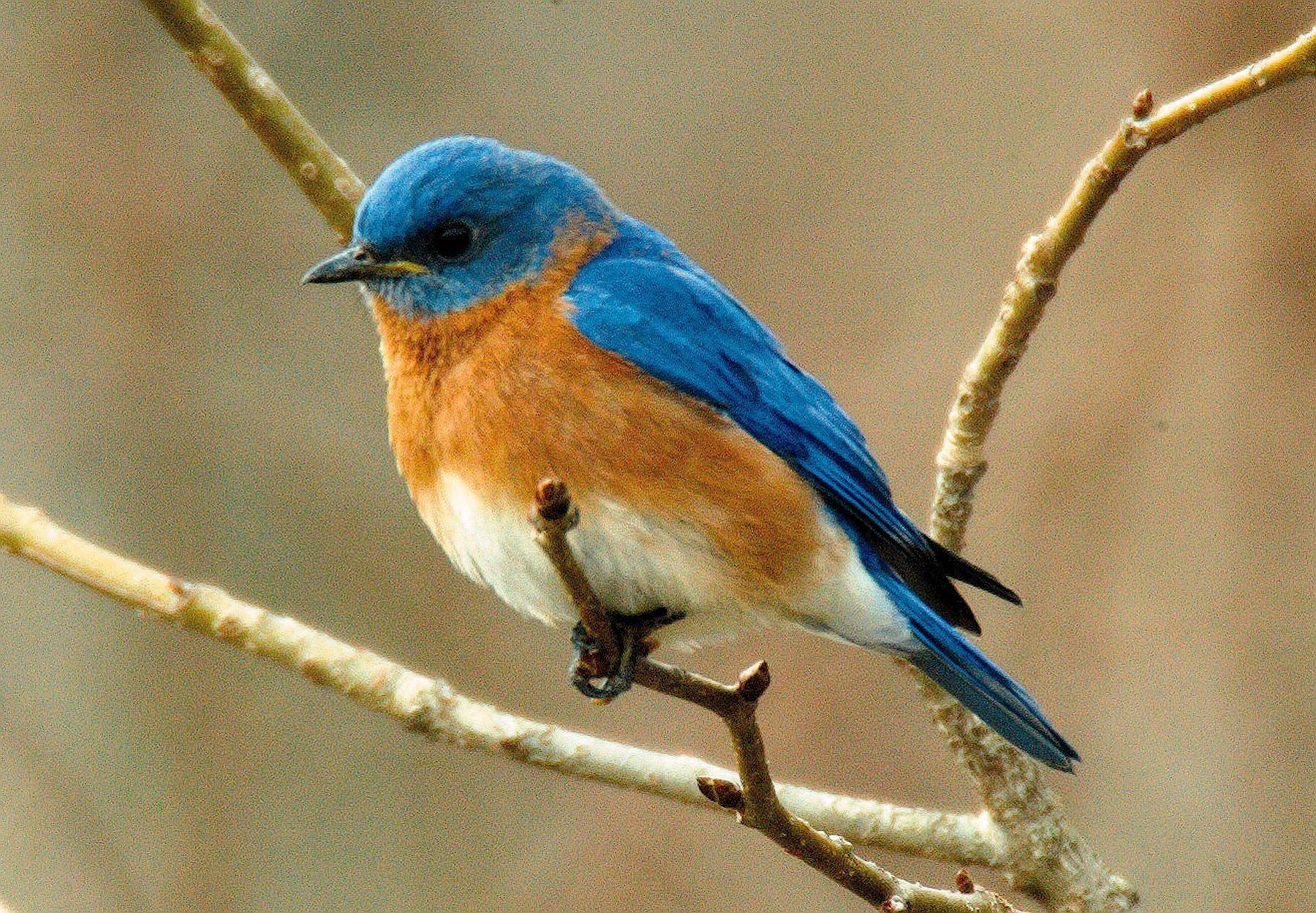 Blue Bird HD Wallpapers 10272 px