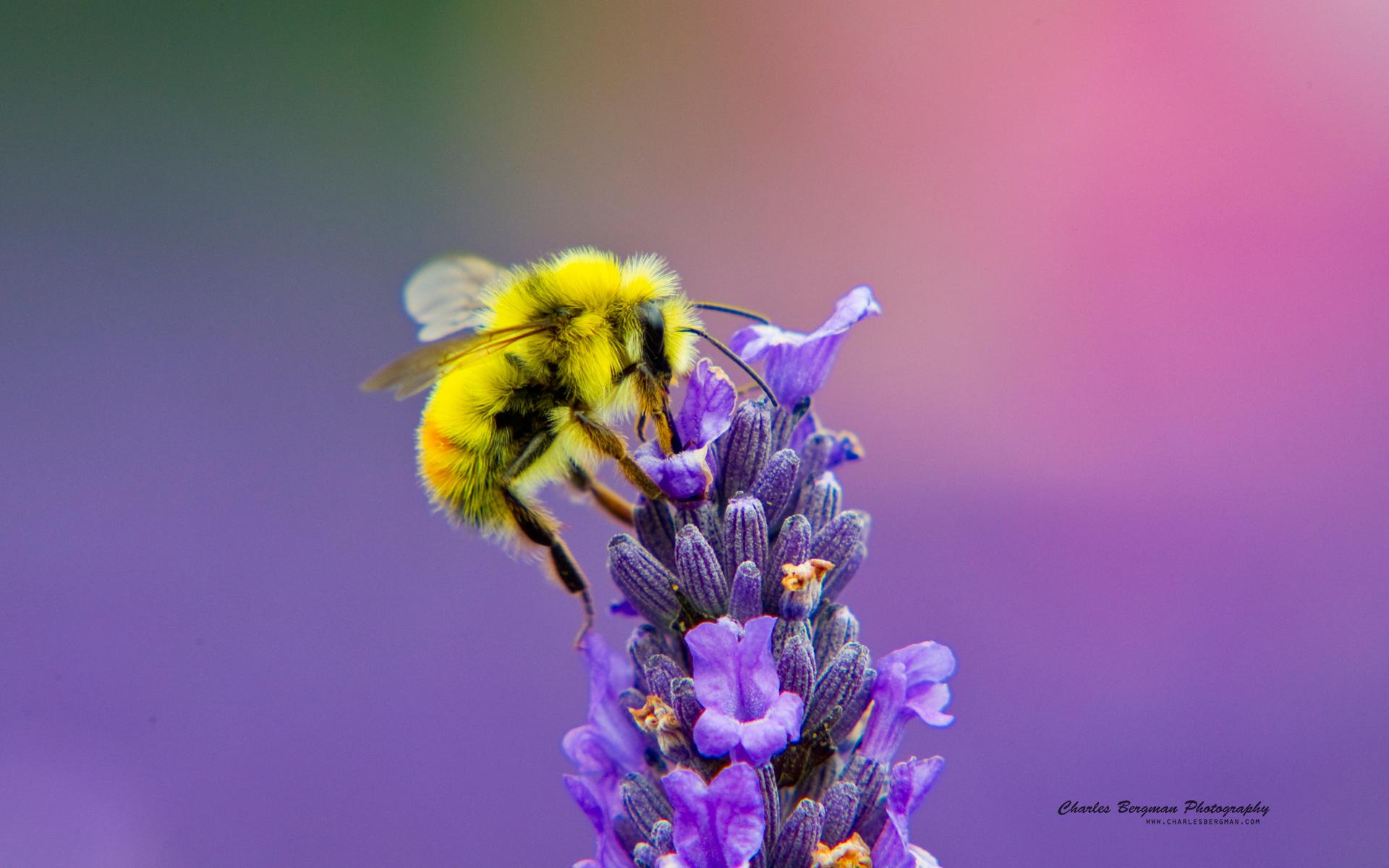 Honey Bee Wallpapers 12