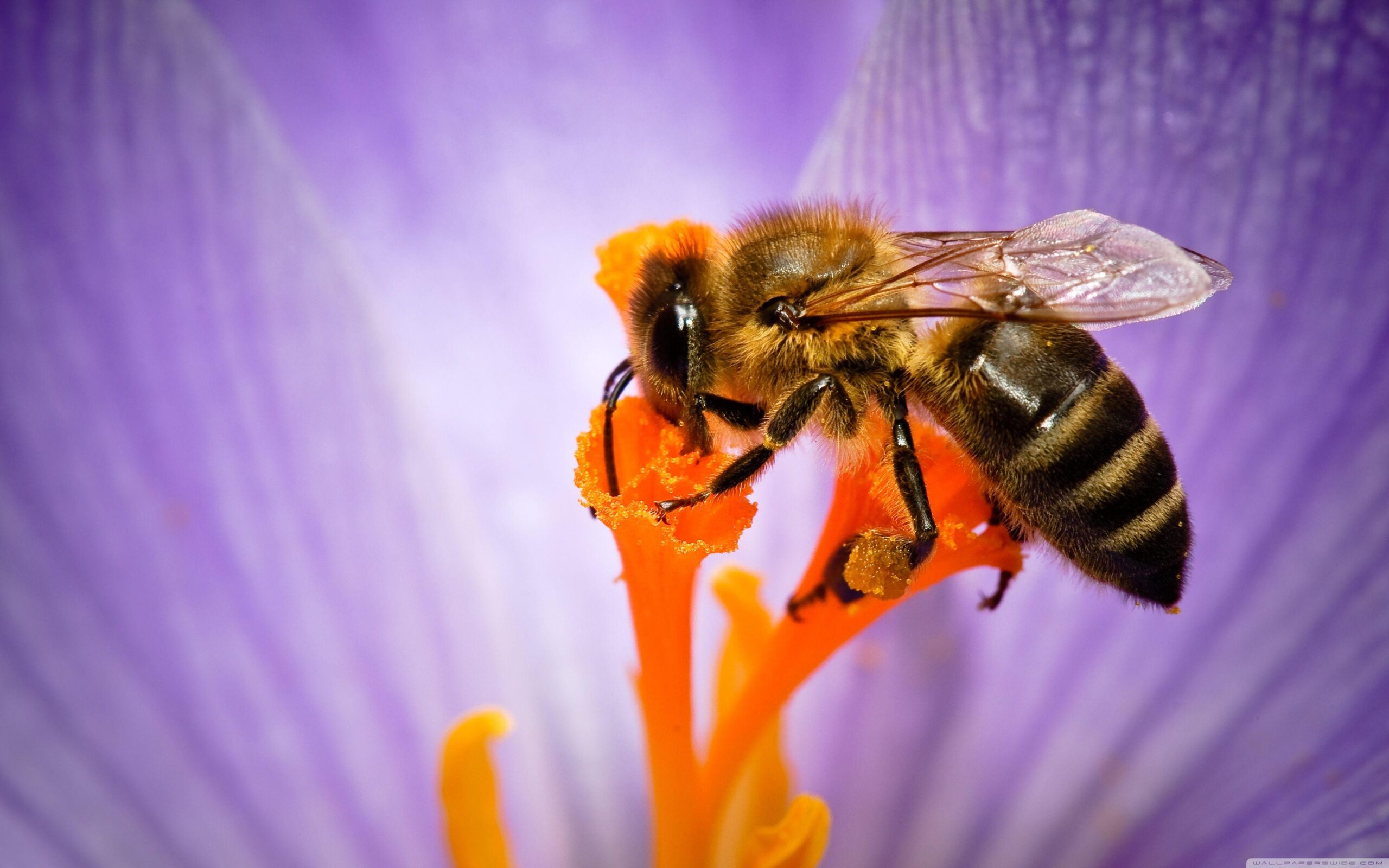 Honey Bee ❤ HD Desktop Wallpapers for 4K Ultra HD TV • Dual