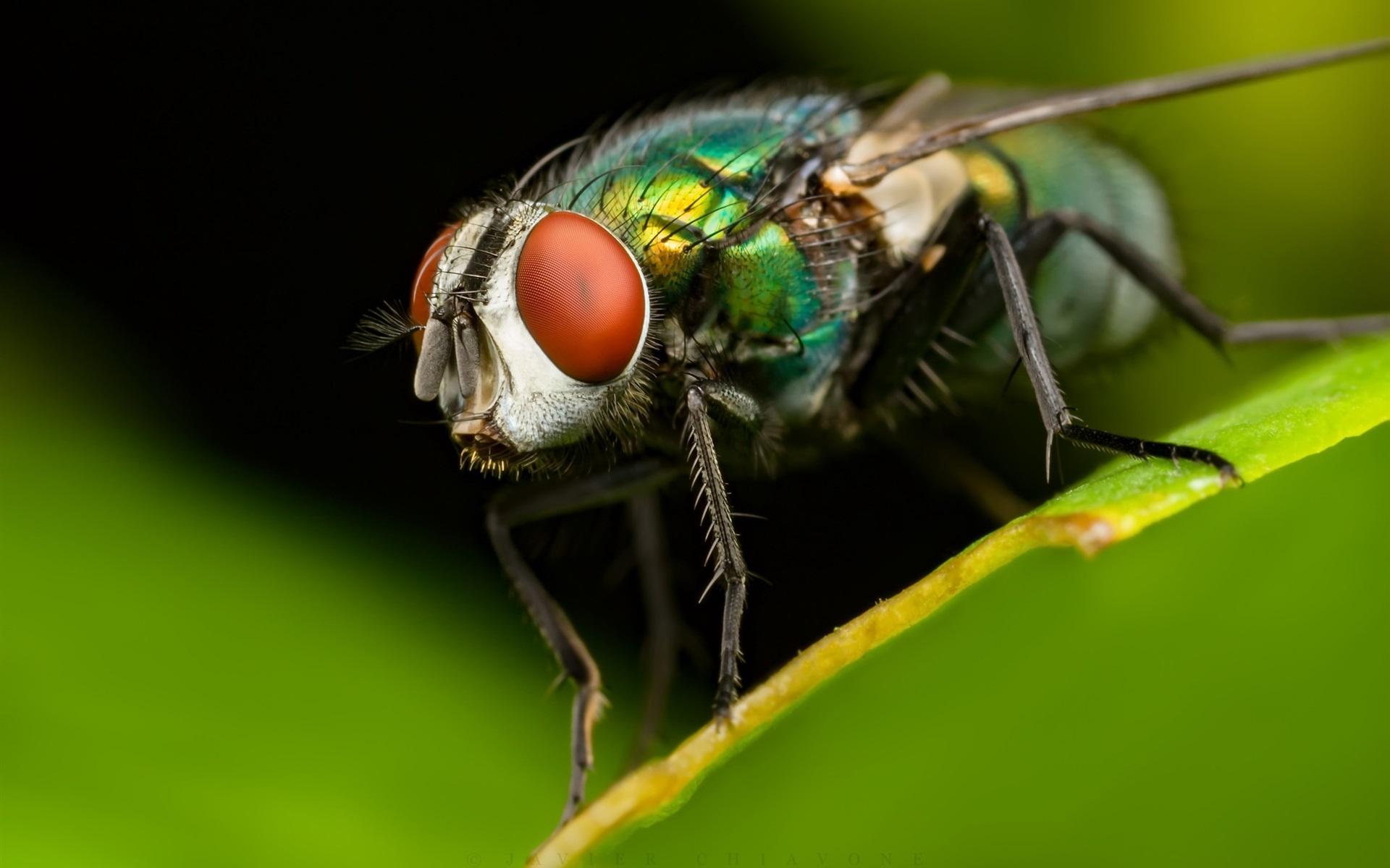 Wallpapers Insect housefly macro photography, green leaf