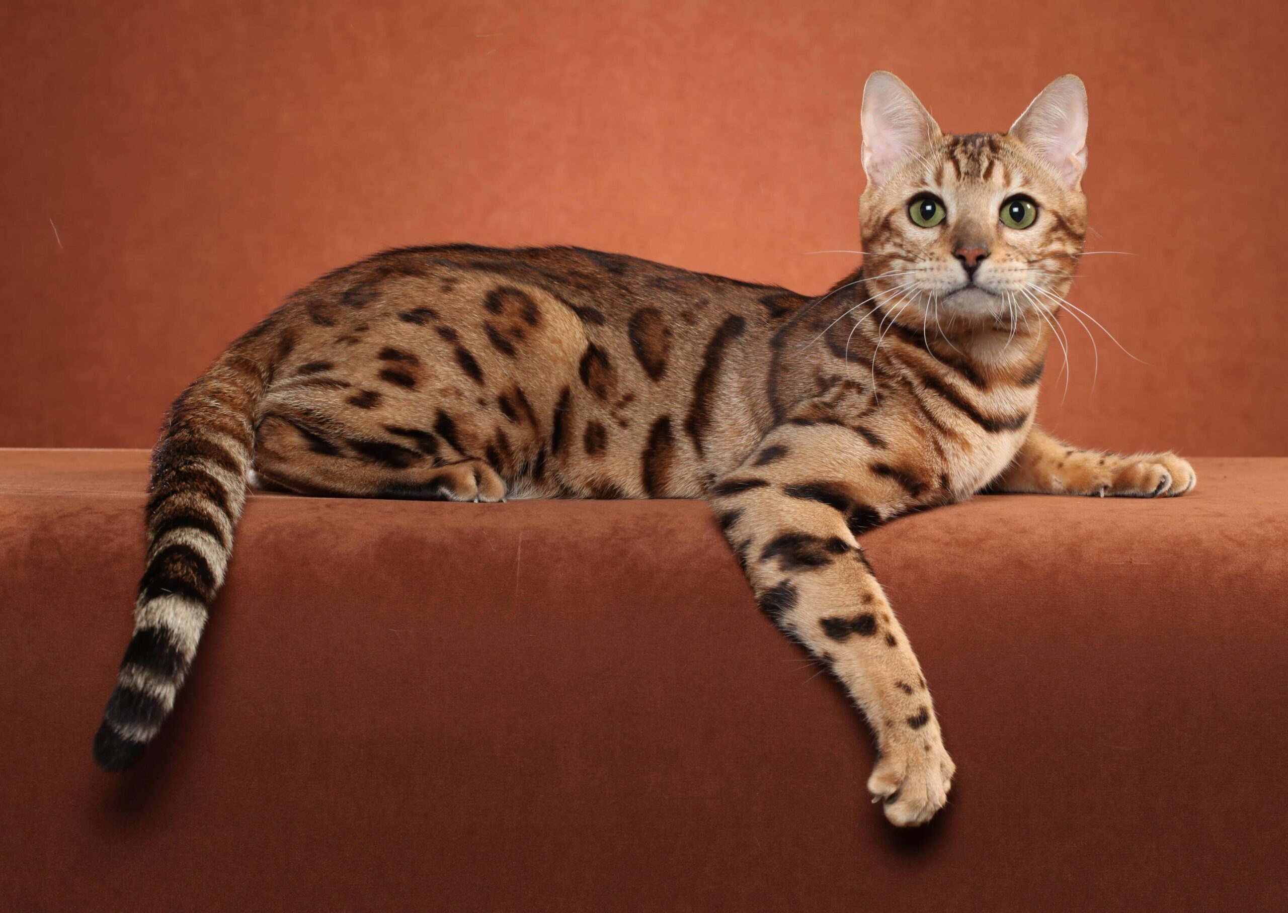 Bengal cat posing on a brown backgrounds wallpapers and image