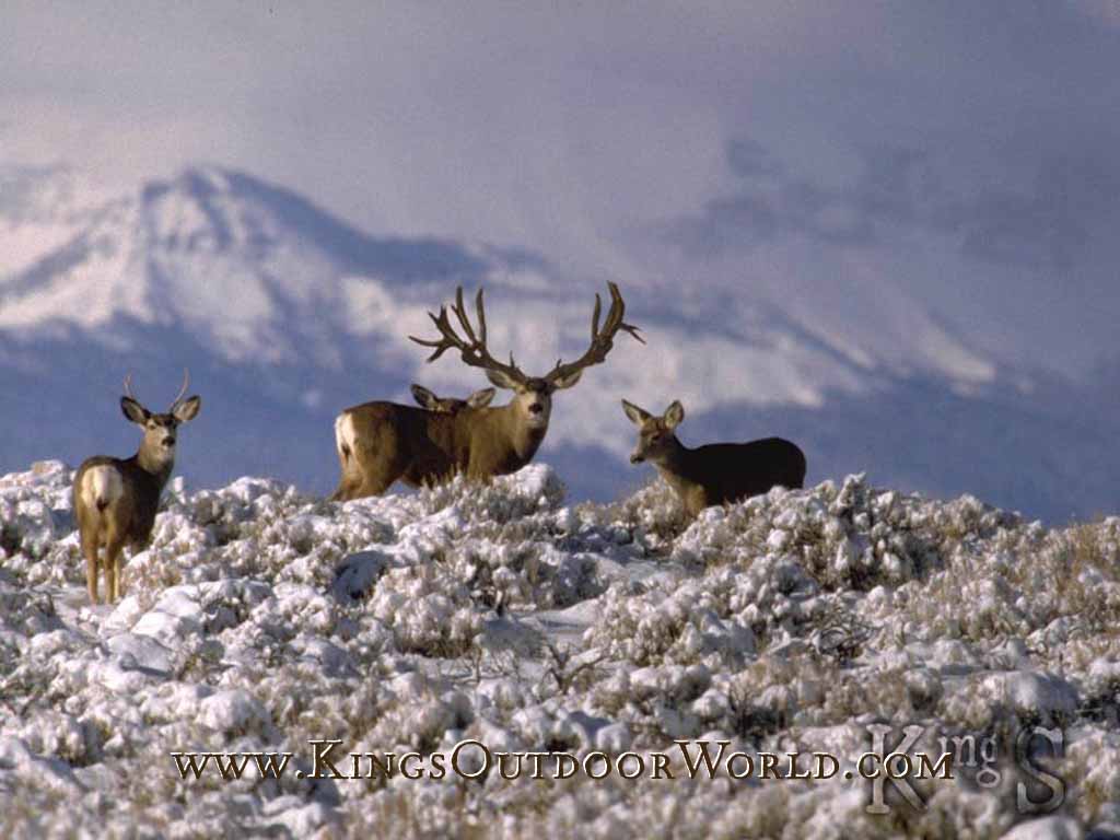 Animals For > Mule Deer Wallpapers