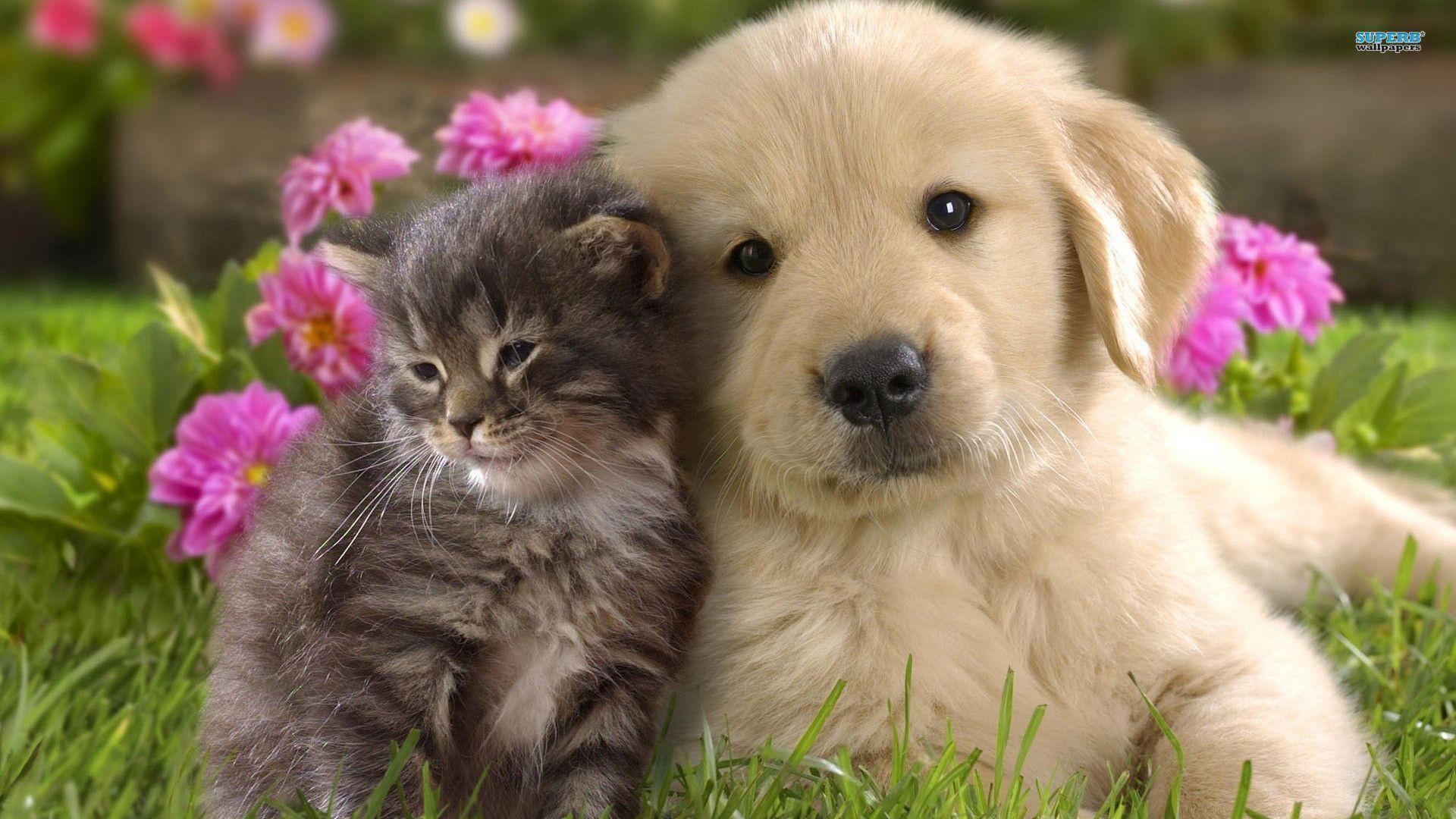 Labrador puppy and kitten wallpapers