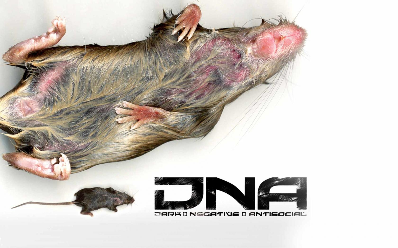 DNA rat wallpaper, music and dance wallpapers