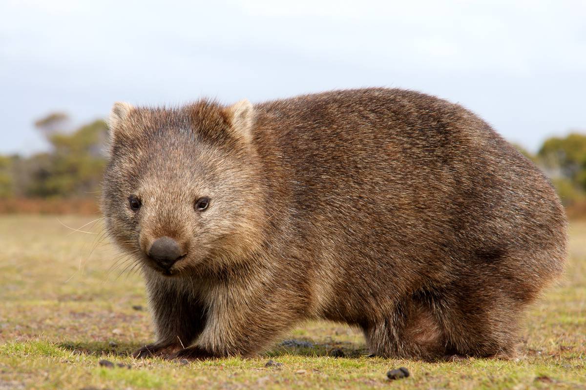 Wombat Wallpapers High Quality