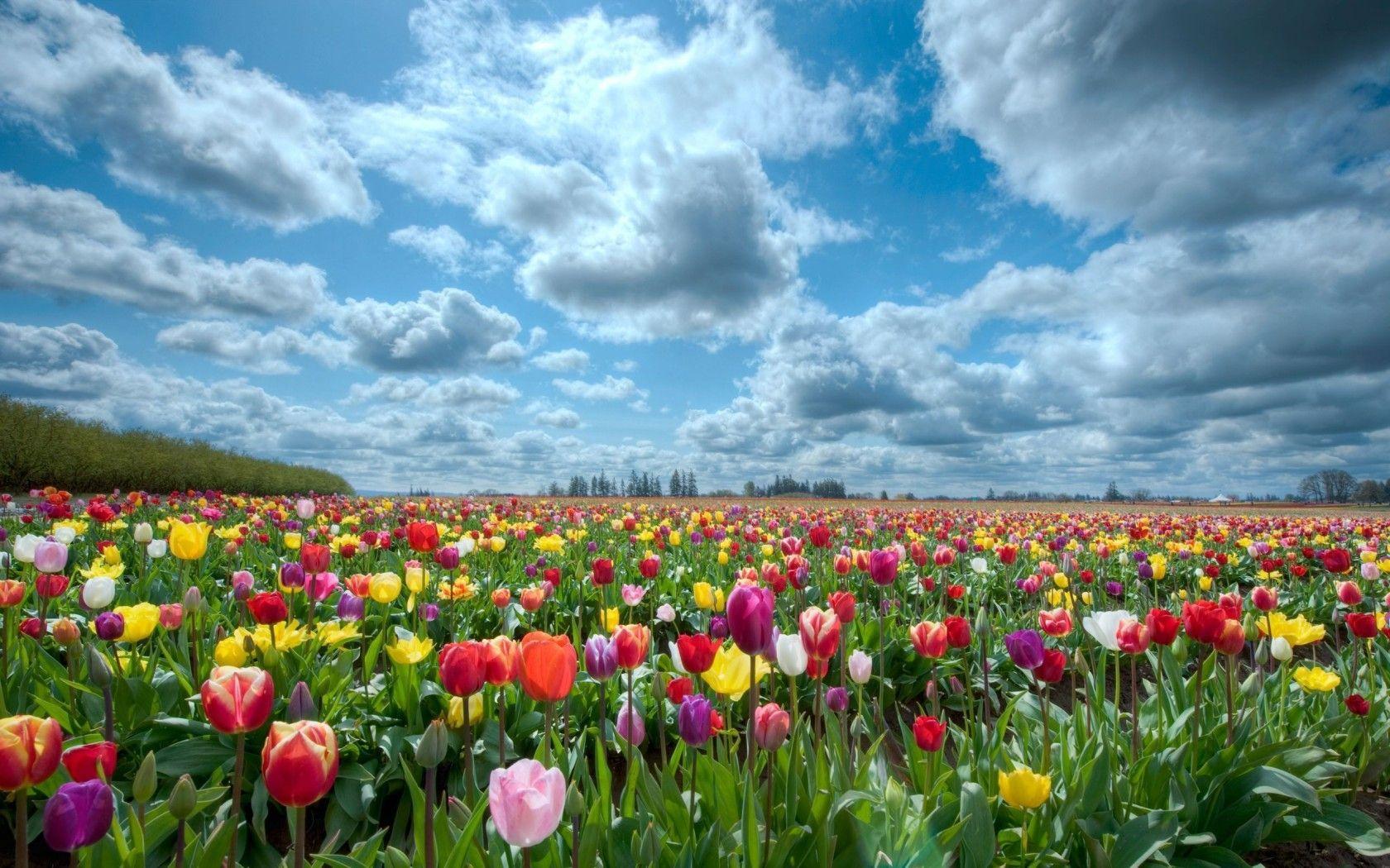 Tulip Fields Netherlands Wallpapers HD For Desktop & Mobile