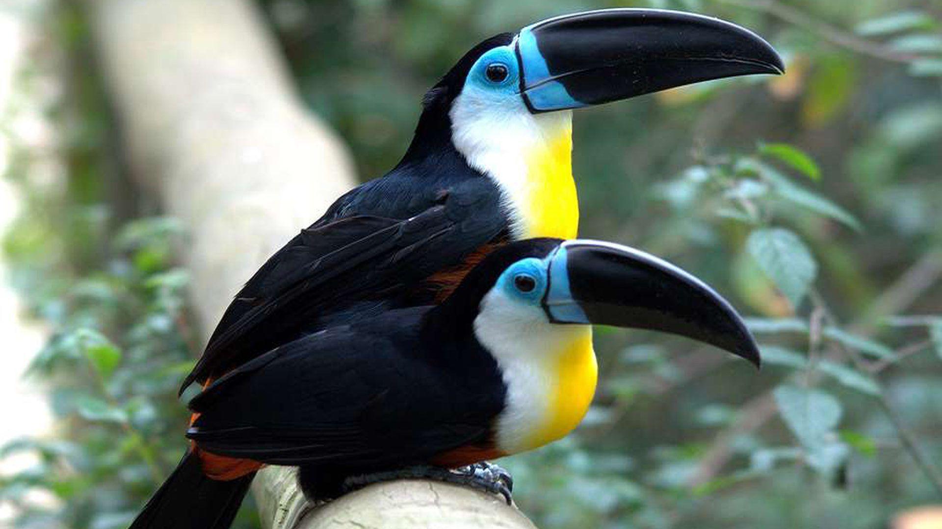 Ariel Toucan Type Living In Guyana Country In South America Hd