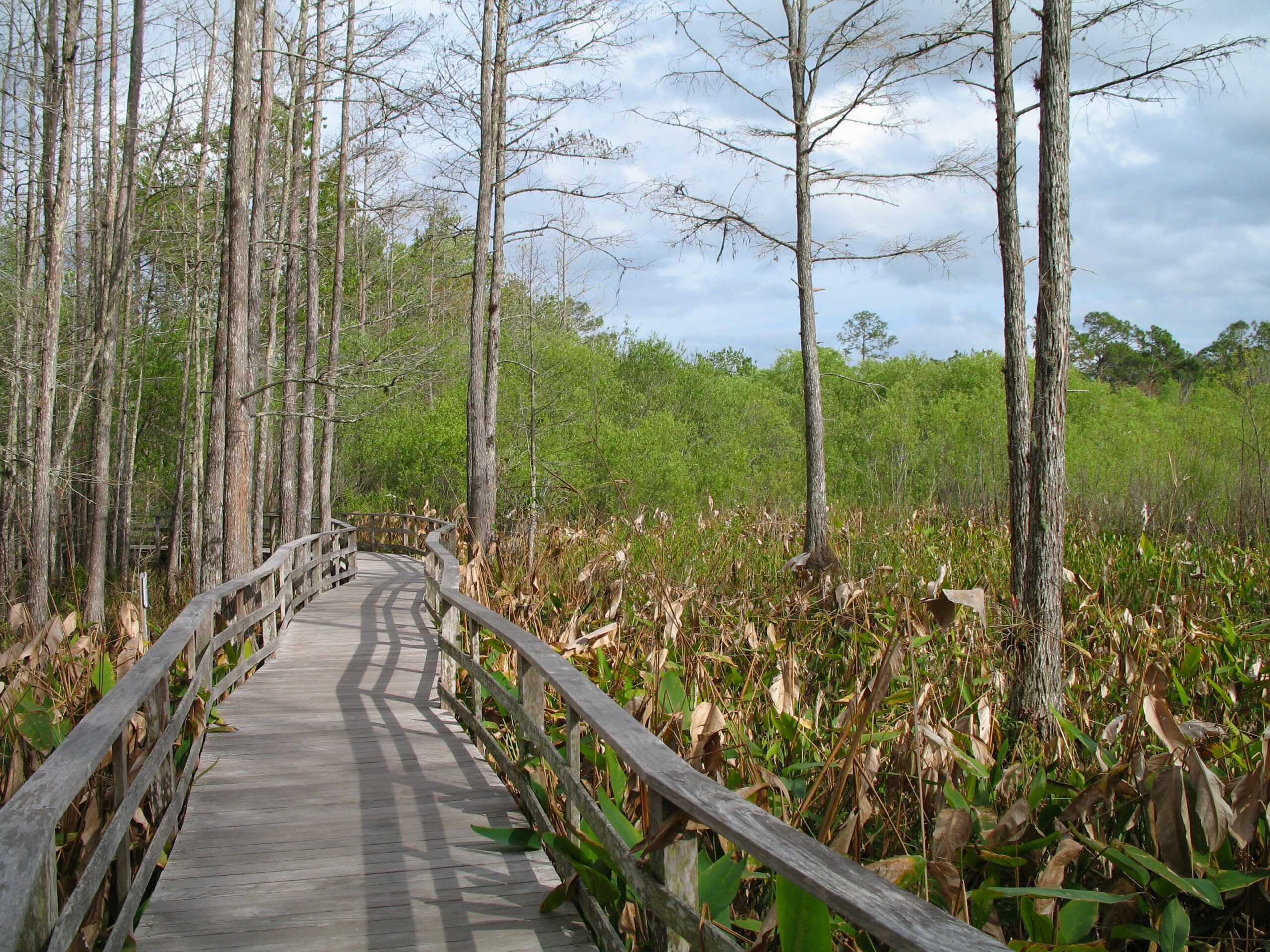 File:Audubon Society Corkscrew Swamp Sanctuary