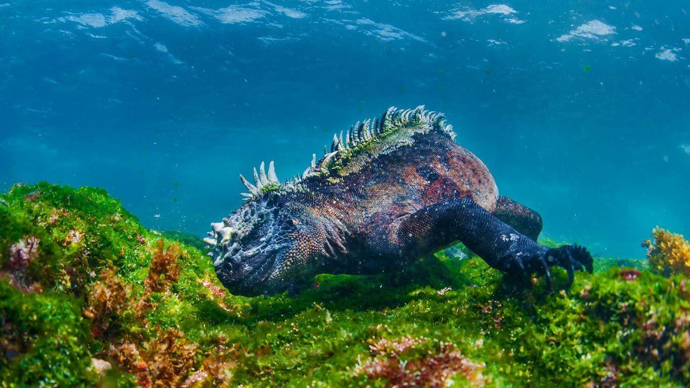 Galápagos Islands