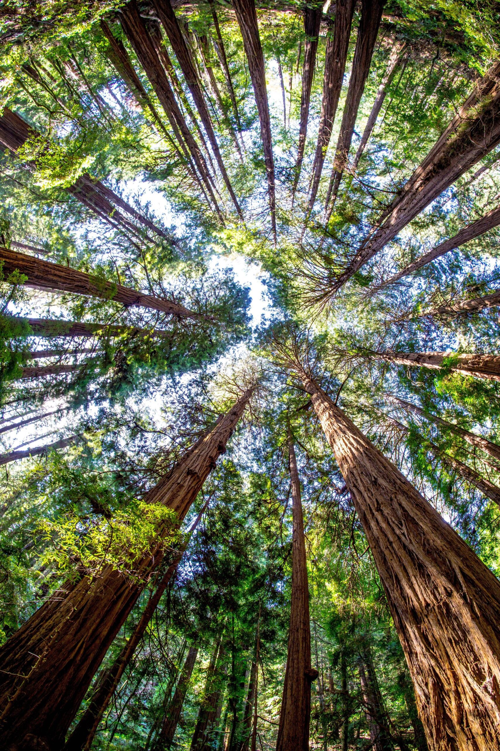 Amazing trees at the Muir Woods National Monument