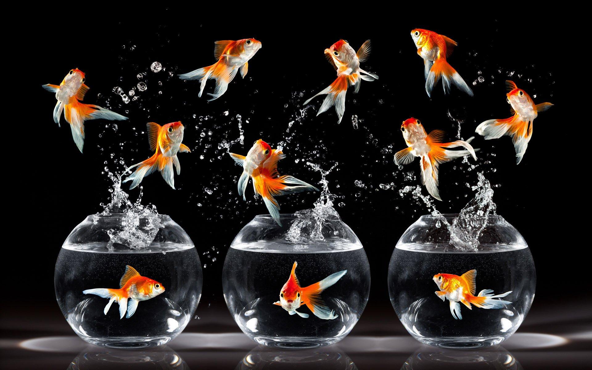 Top 28 Most Beautiful Desktop Wallpapers of Goldfish