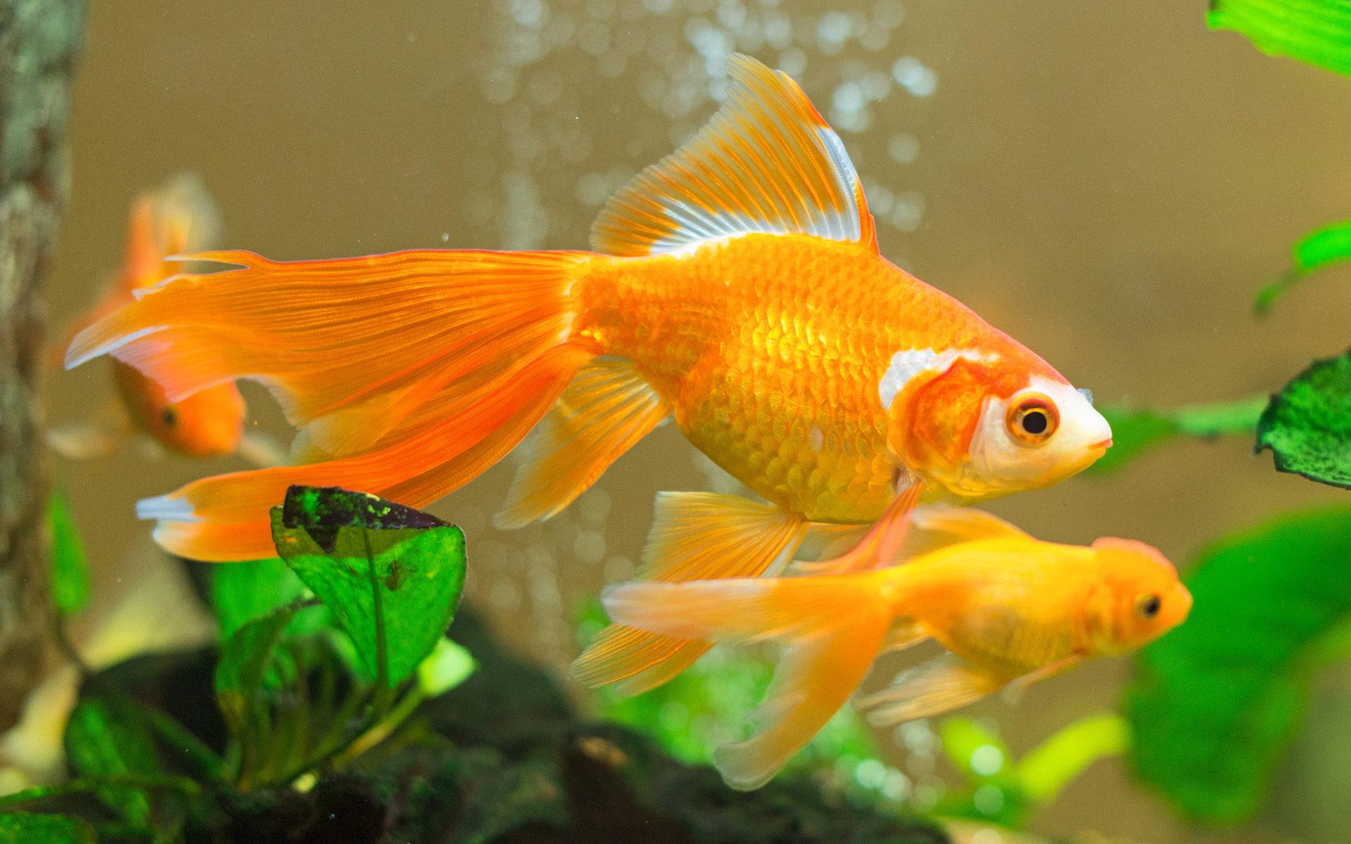 Goldfish wallpapers desktop backgrounds