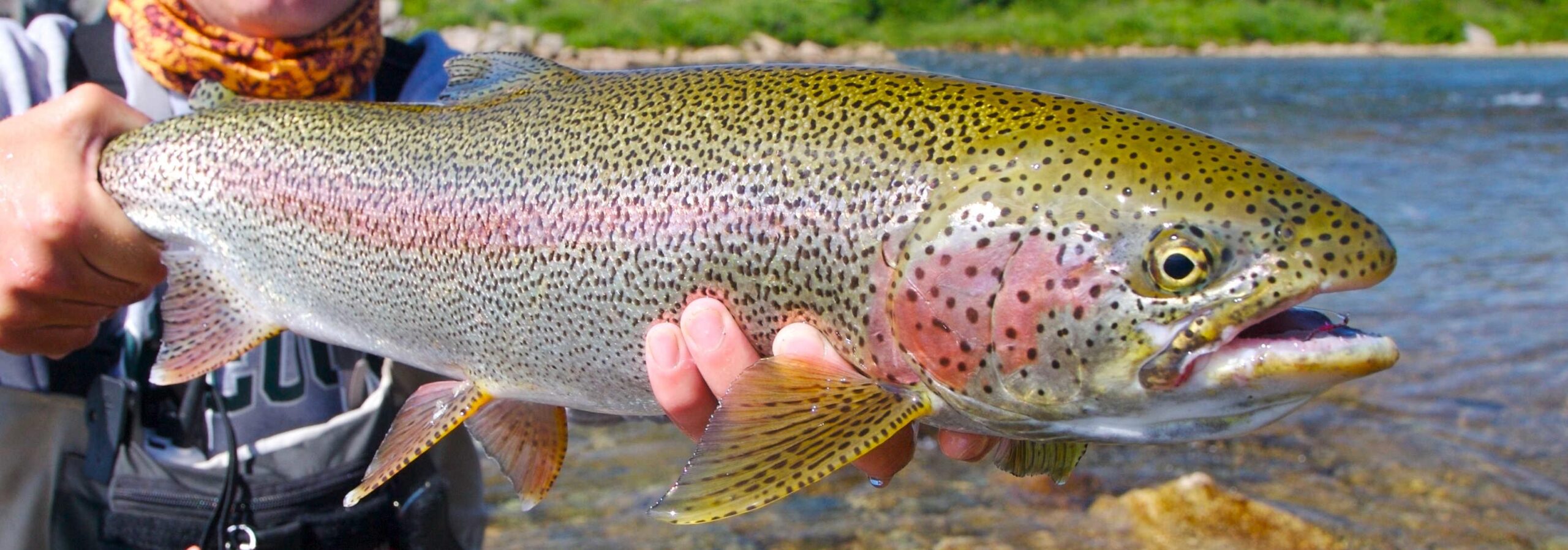 Rainbow Trout Wallpapers