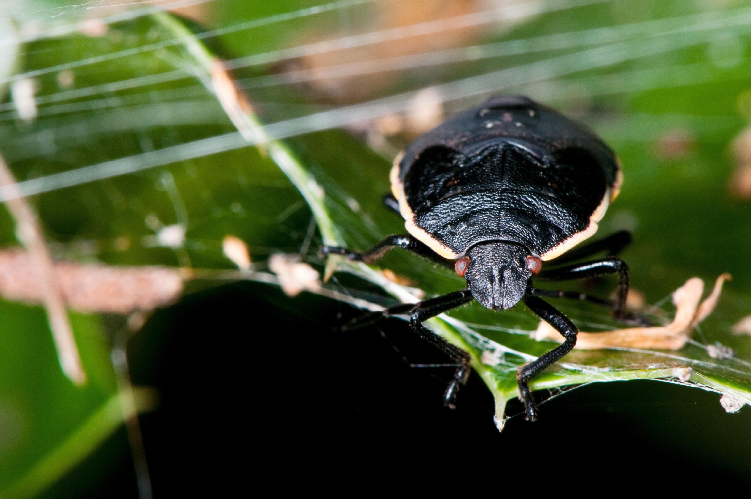 Stink Bug 8k Ultra HD Wallpapers