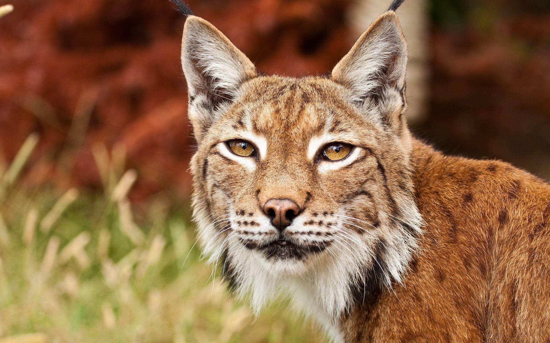 Bobcat Wallpapers Group with 27 items