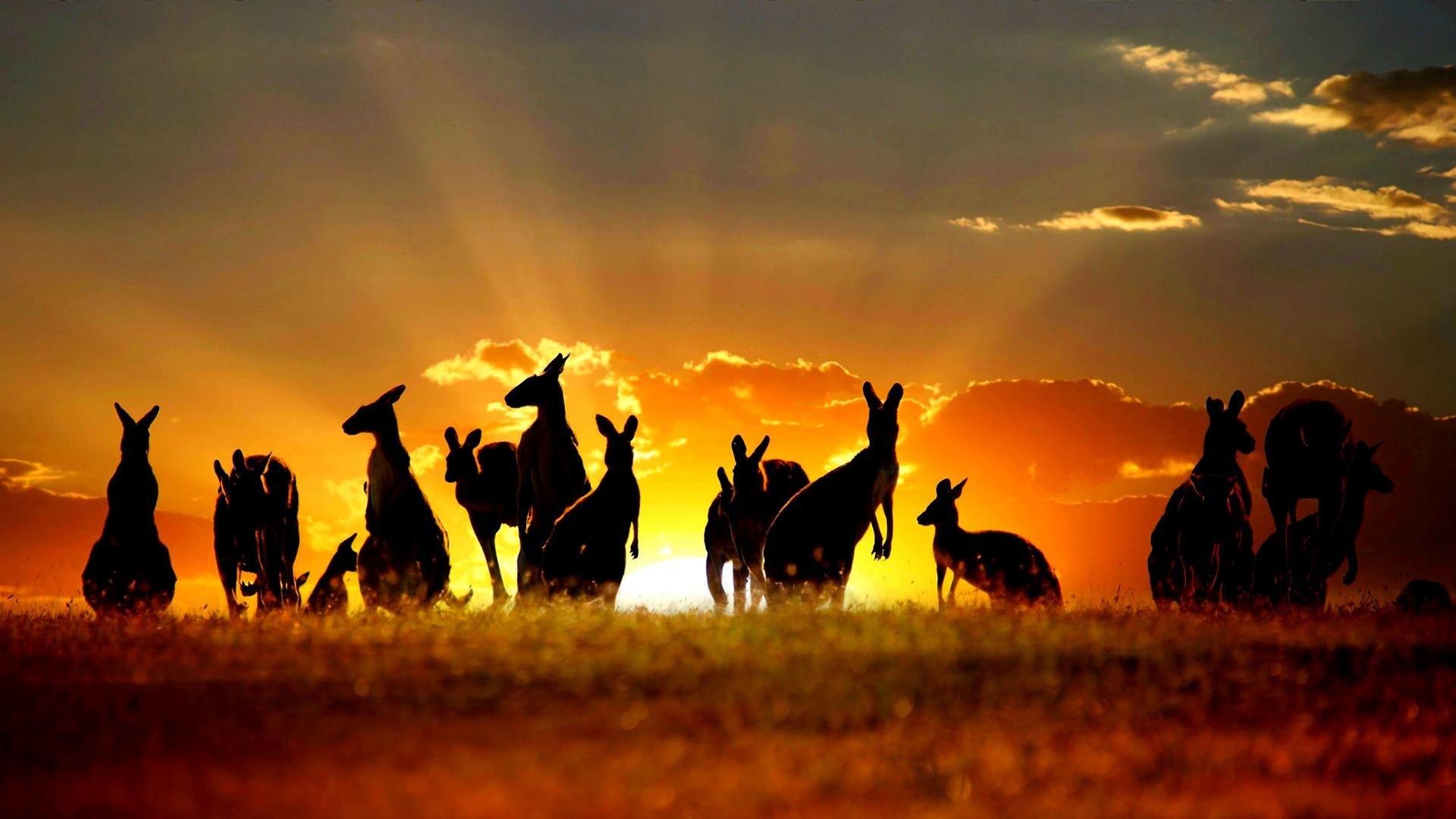 Kangaroo wallpapers Full HD