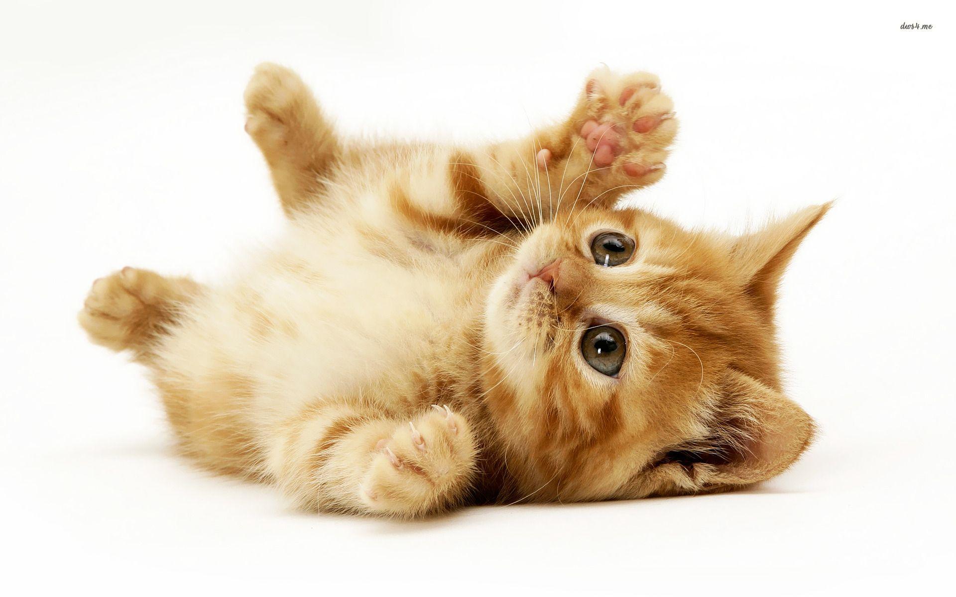 Image For > Kitten Wallpapers