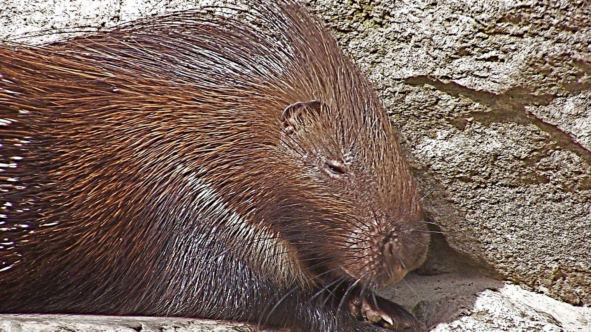 Download Wallpapers porcupine, spines, color, unusual Full