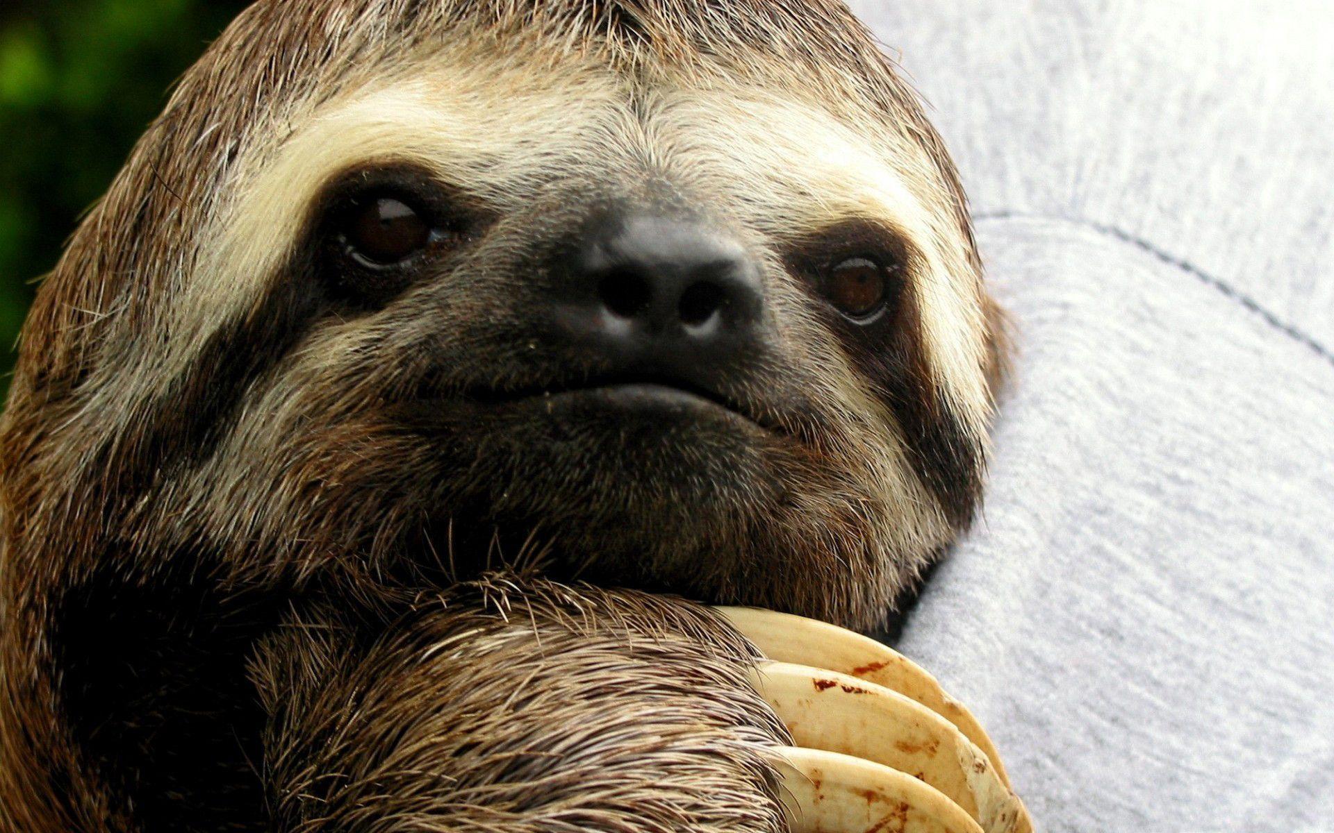 Image For > Sloth Wallpapers