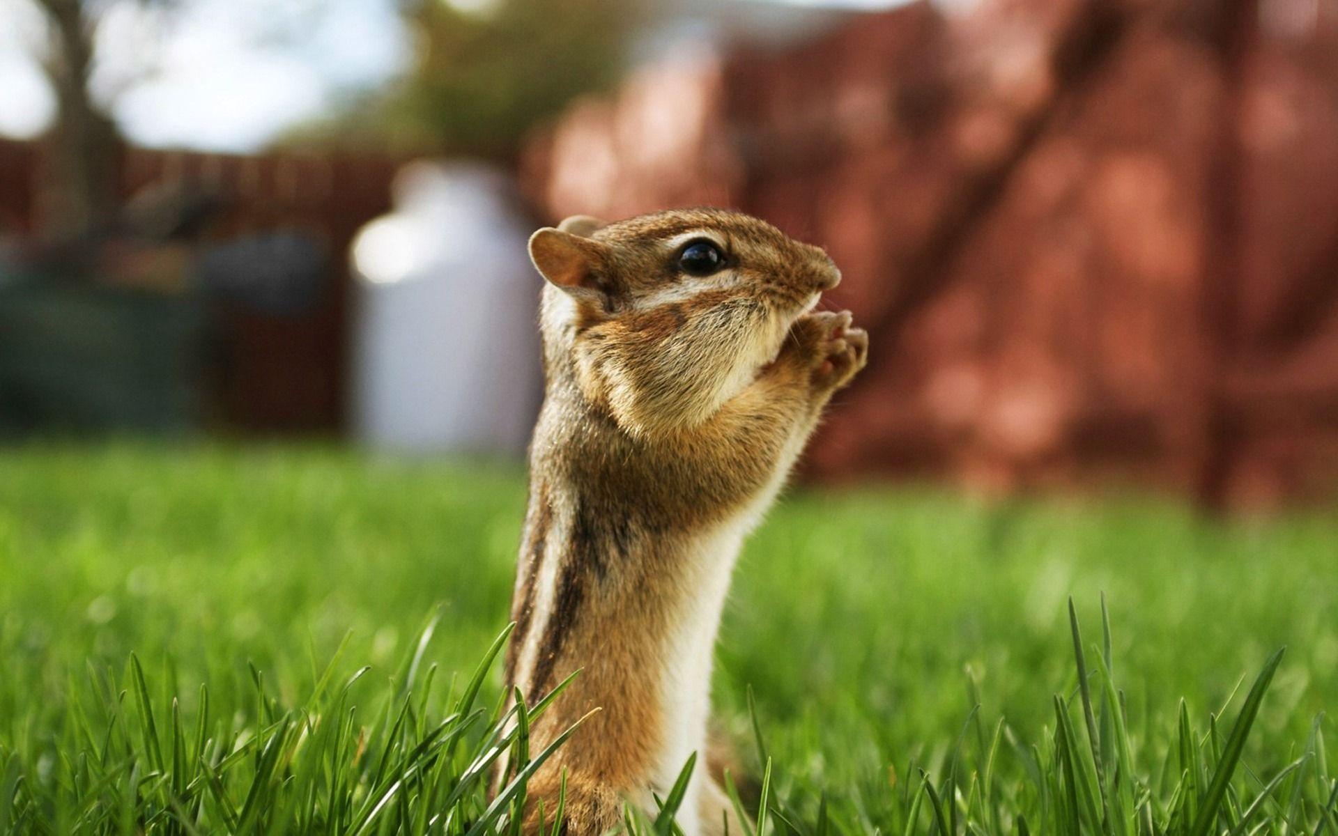 Squirrel Wallpapers HD