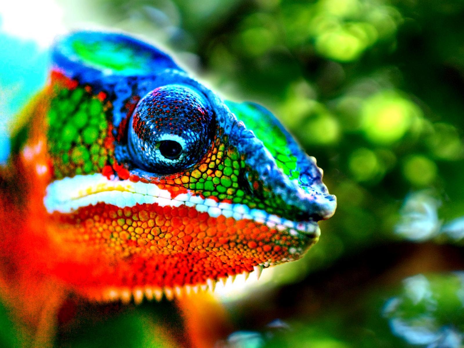 Chameleon Wallpapers 5