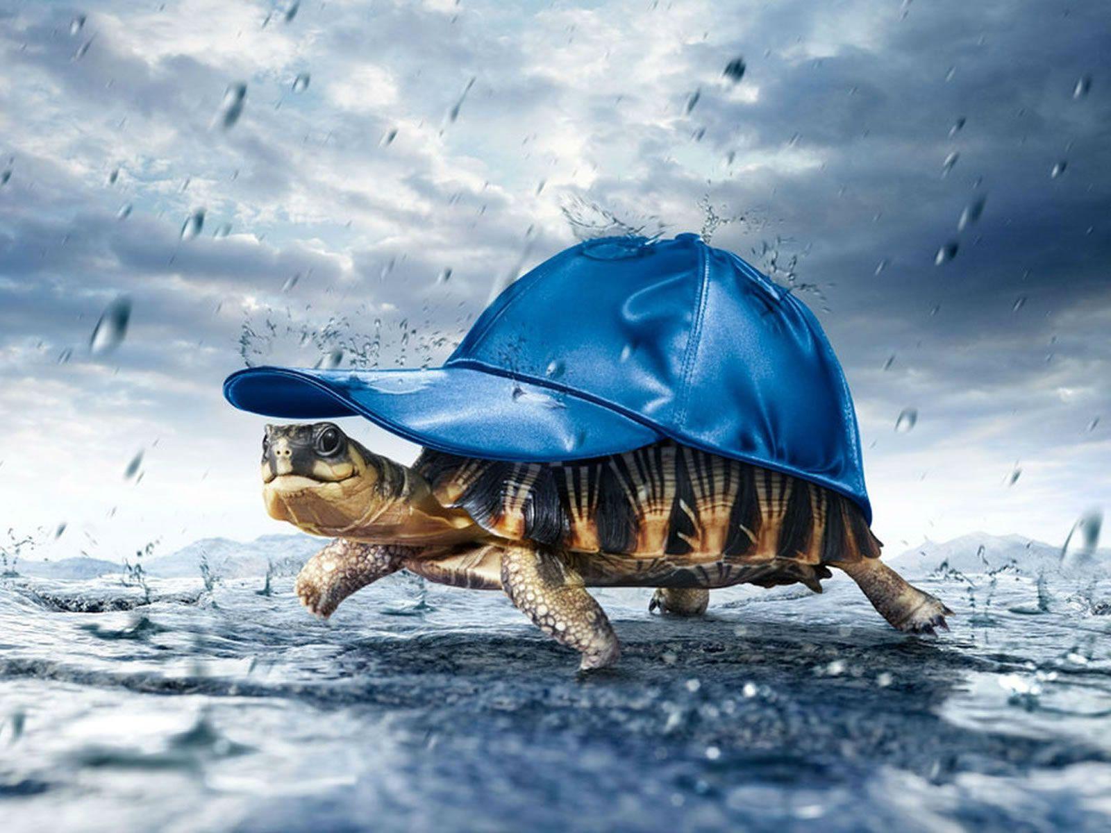 Tortoise Desktop Rain Wallpaper: View HD Image of Tortoise Desktop