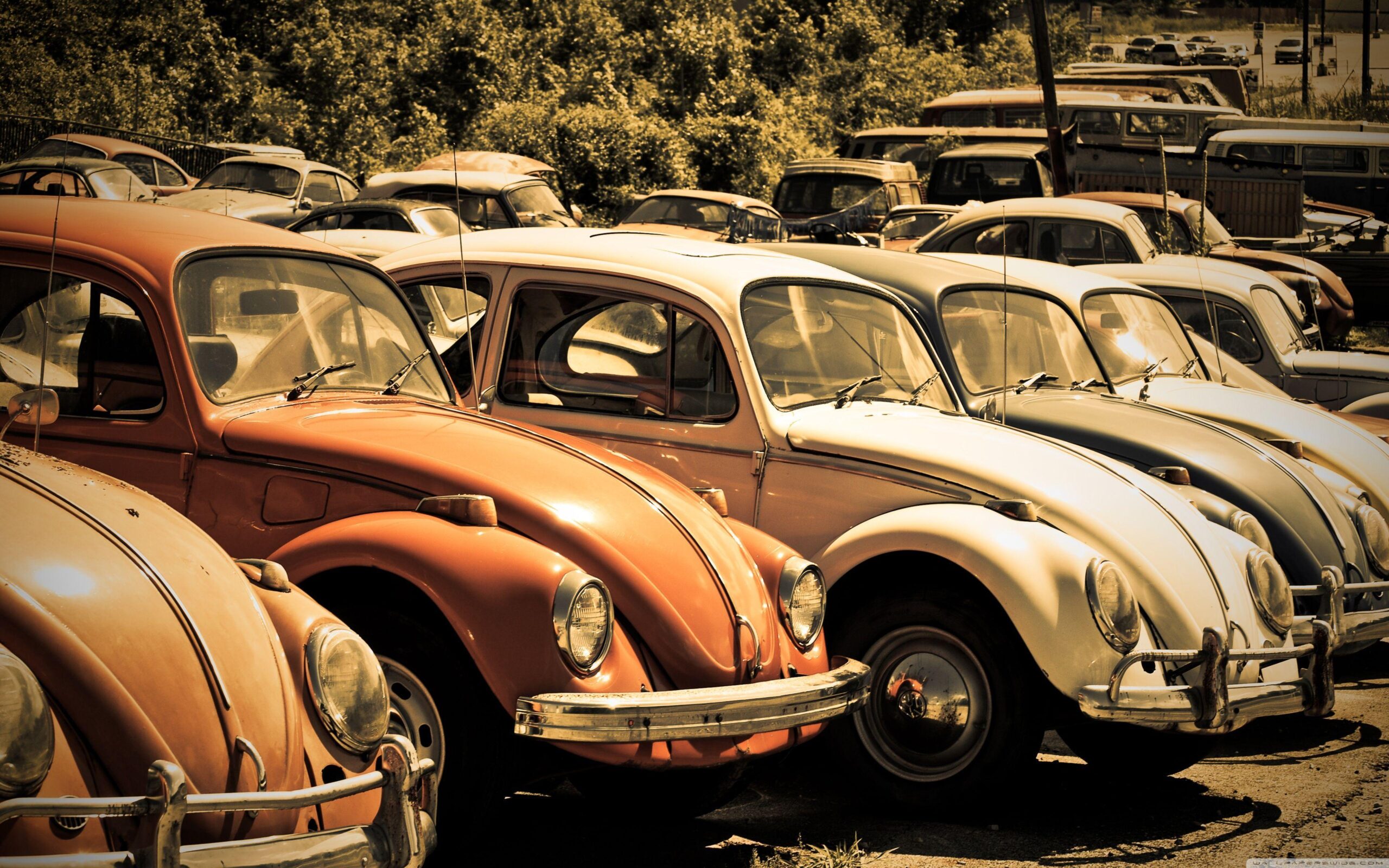 Old Volkswagen Beetle Junkyard HD desktop wallpapers : High