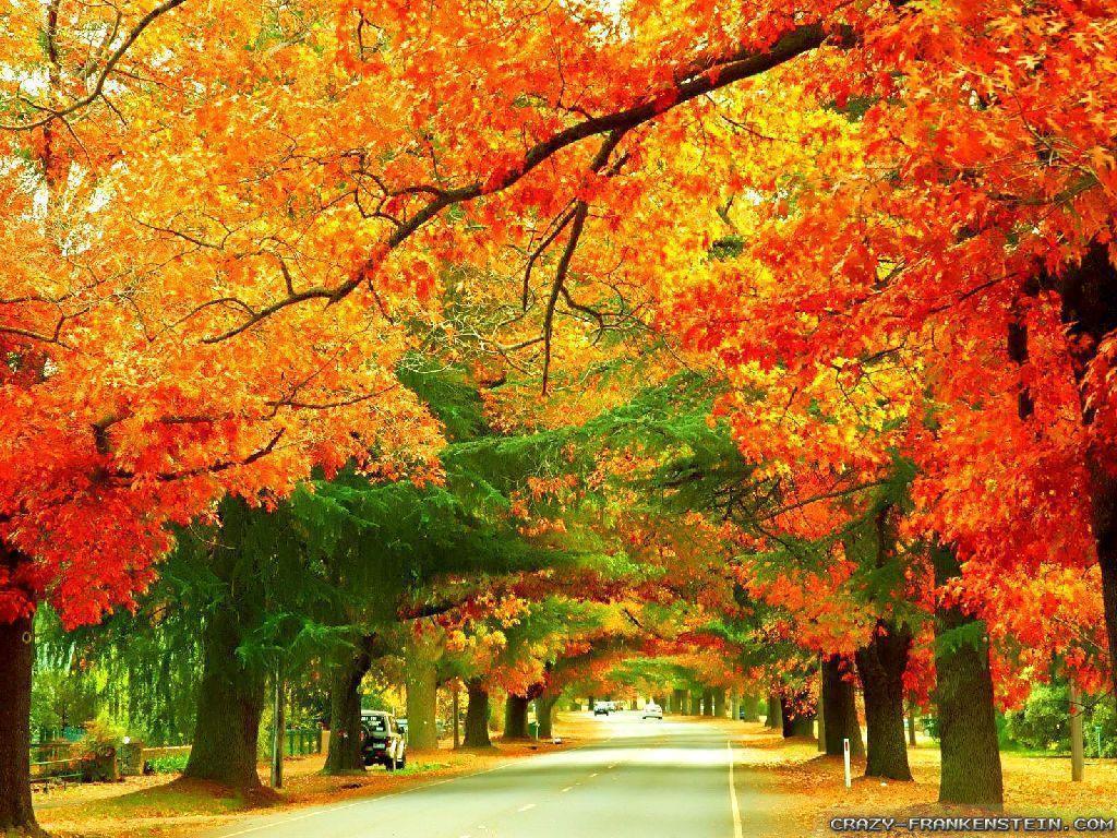 Autumn In Australia wallpapers