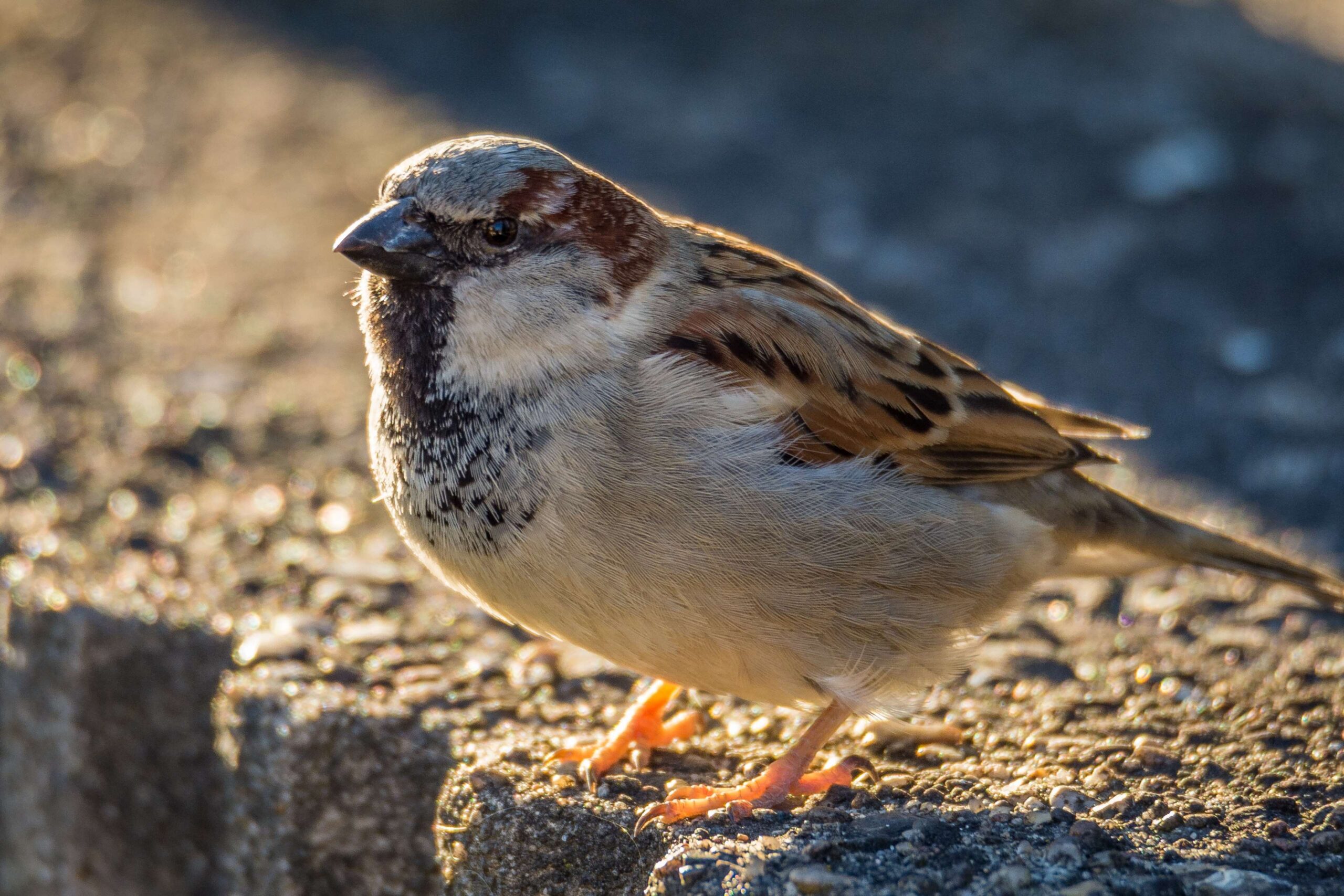 animal, bird, birds, blue, branch, cheeky, close, cyanistes