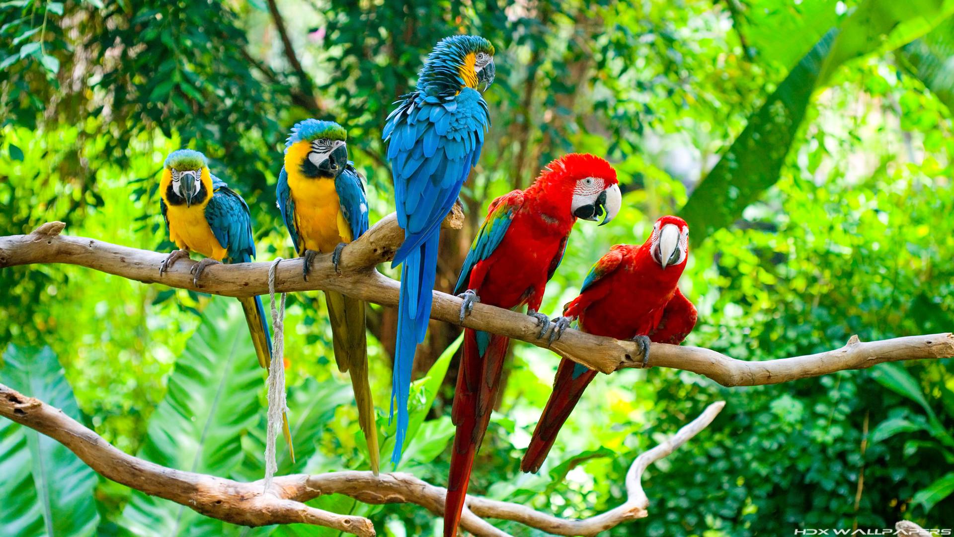 Image For > Blue Macaw Parrot Wallpapers