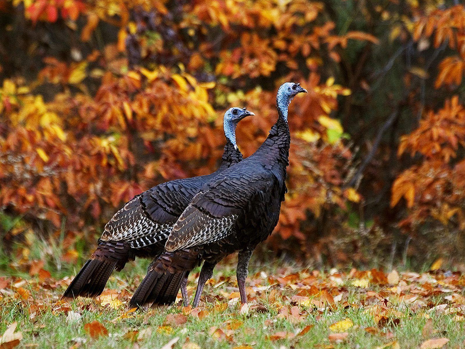 Wild Animals Free Turkeys In Autumn 444902 Wallpapers wallpapers