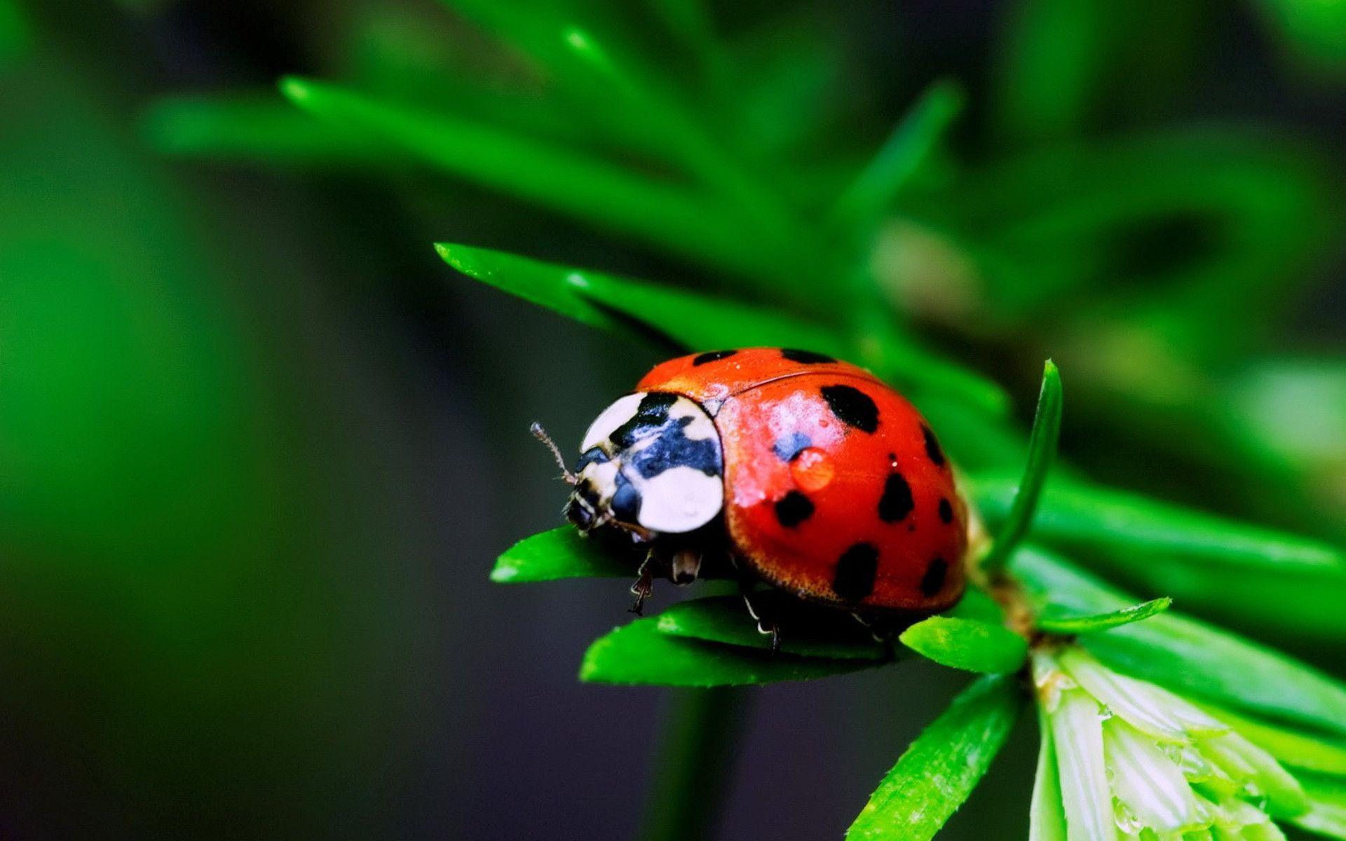 Ladybird Wallpapers, Adorable 38 Ladybird Image 100% Quality HD