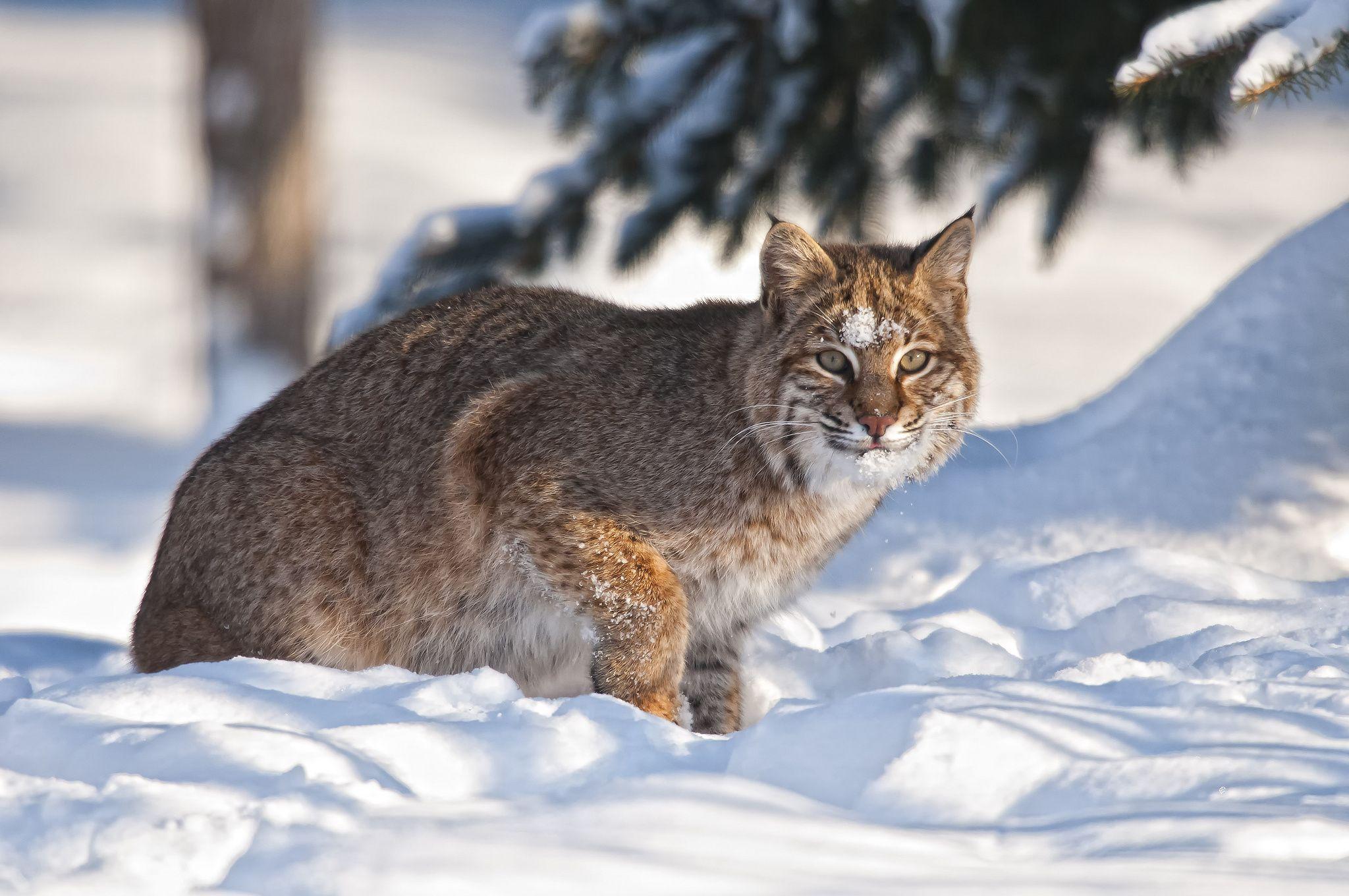 21 Bobcat HD Wallpapers