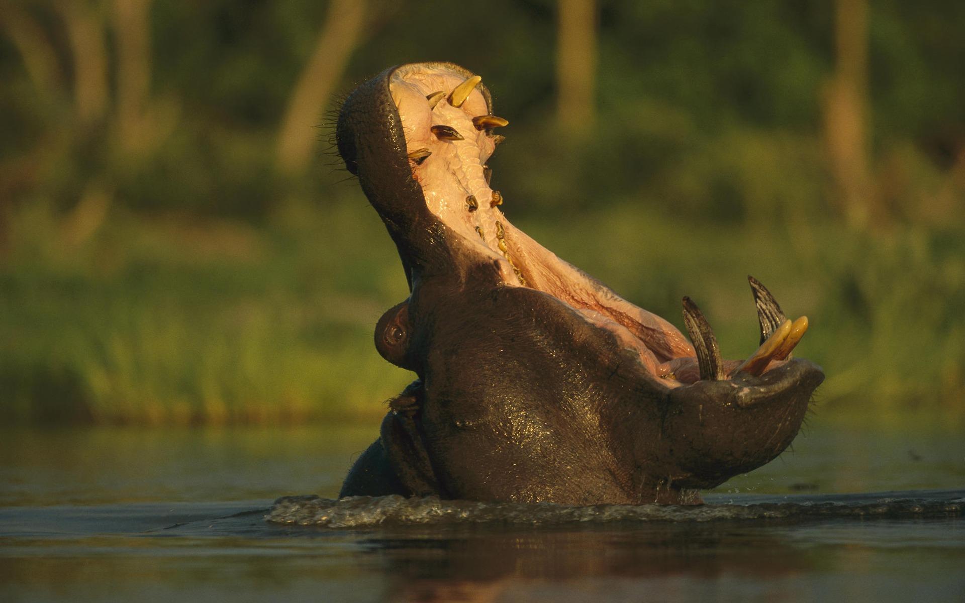 Hippopotamus Wallpapers Other Animals Wallpapers in format for