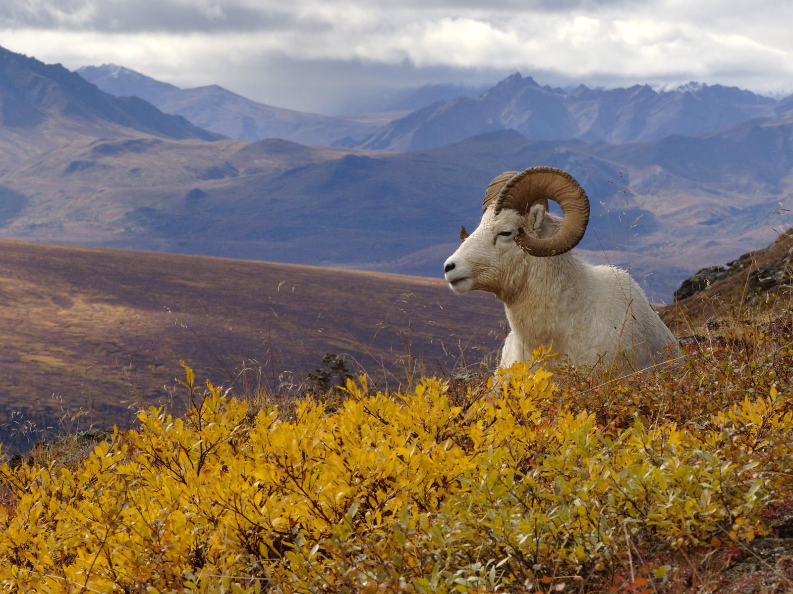 Best 46+ Dall Sheep Wallpapers on HipWallpapers