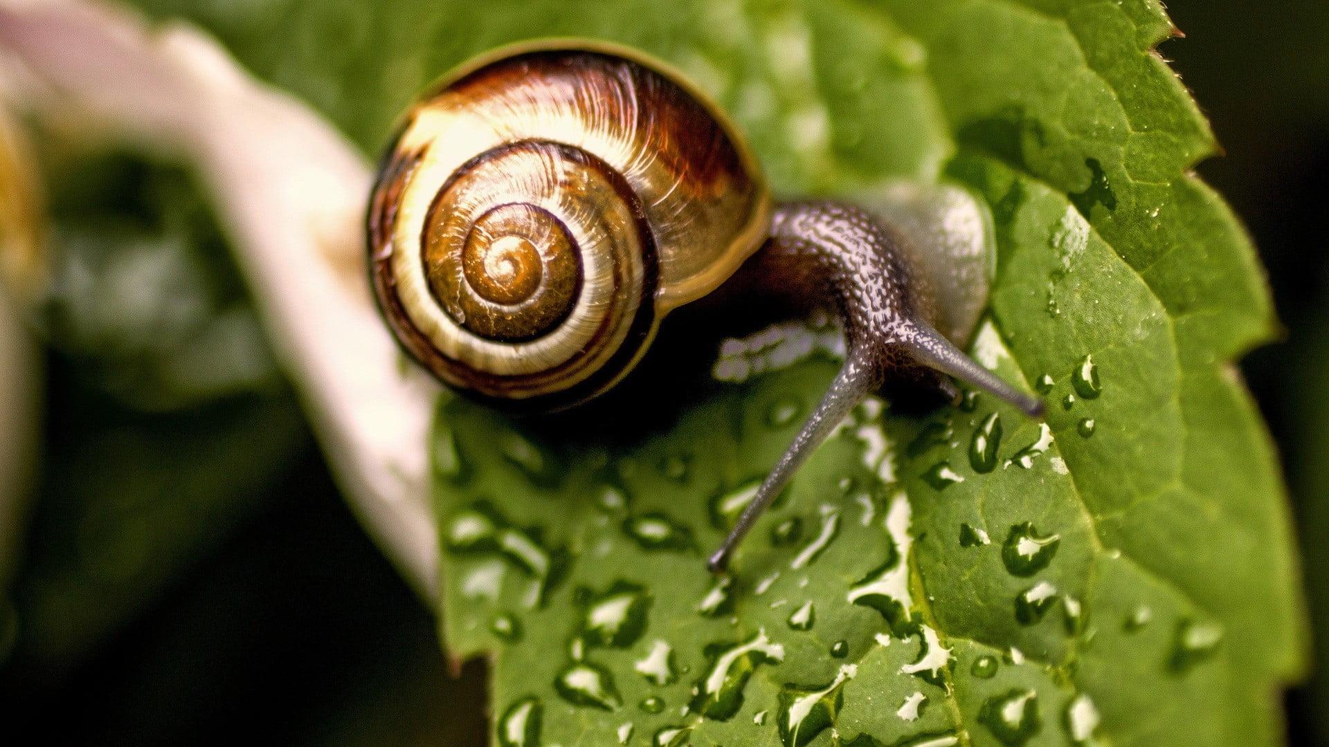 Garden snail on green leaf, snail, leaves, dew HD wallpapers