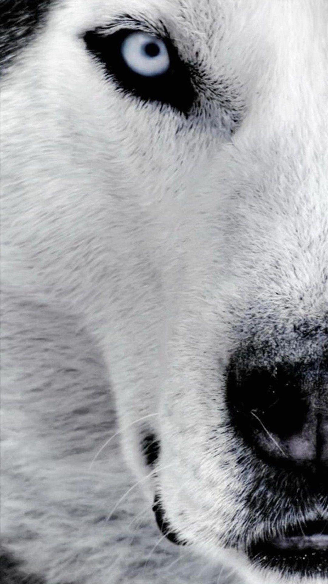 Z Wallpapers Full Hd 1080 X 1920 Smartphone Dog Husky