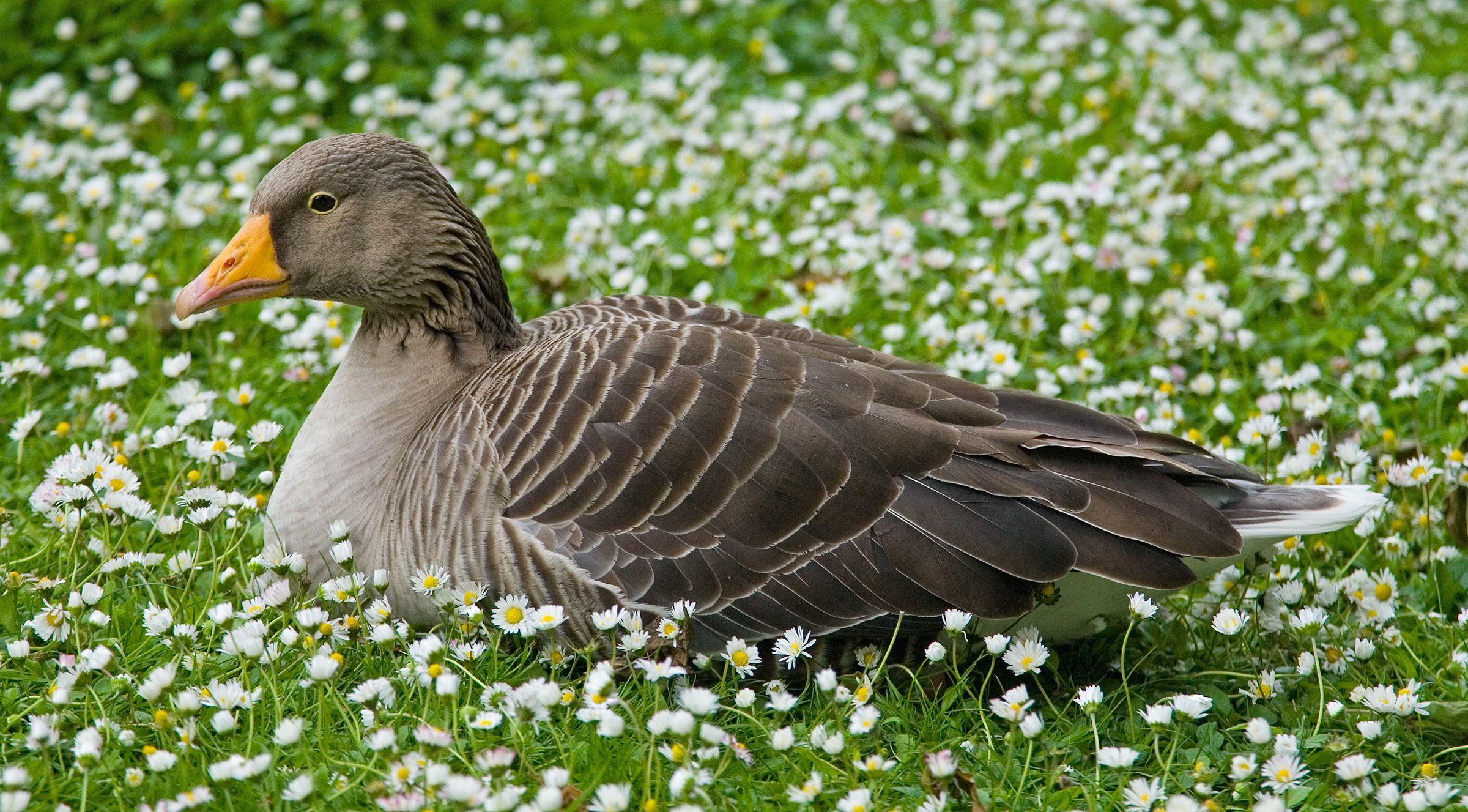 61 Goose HD Wallpapers